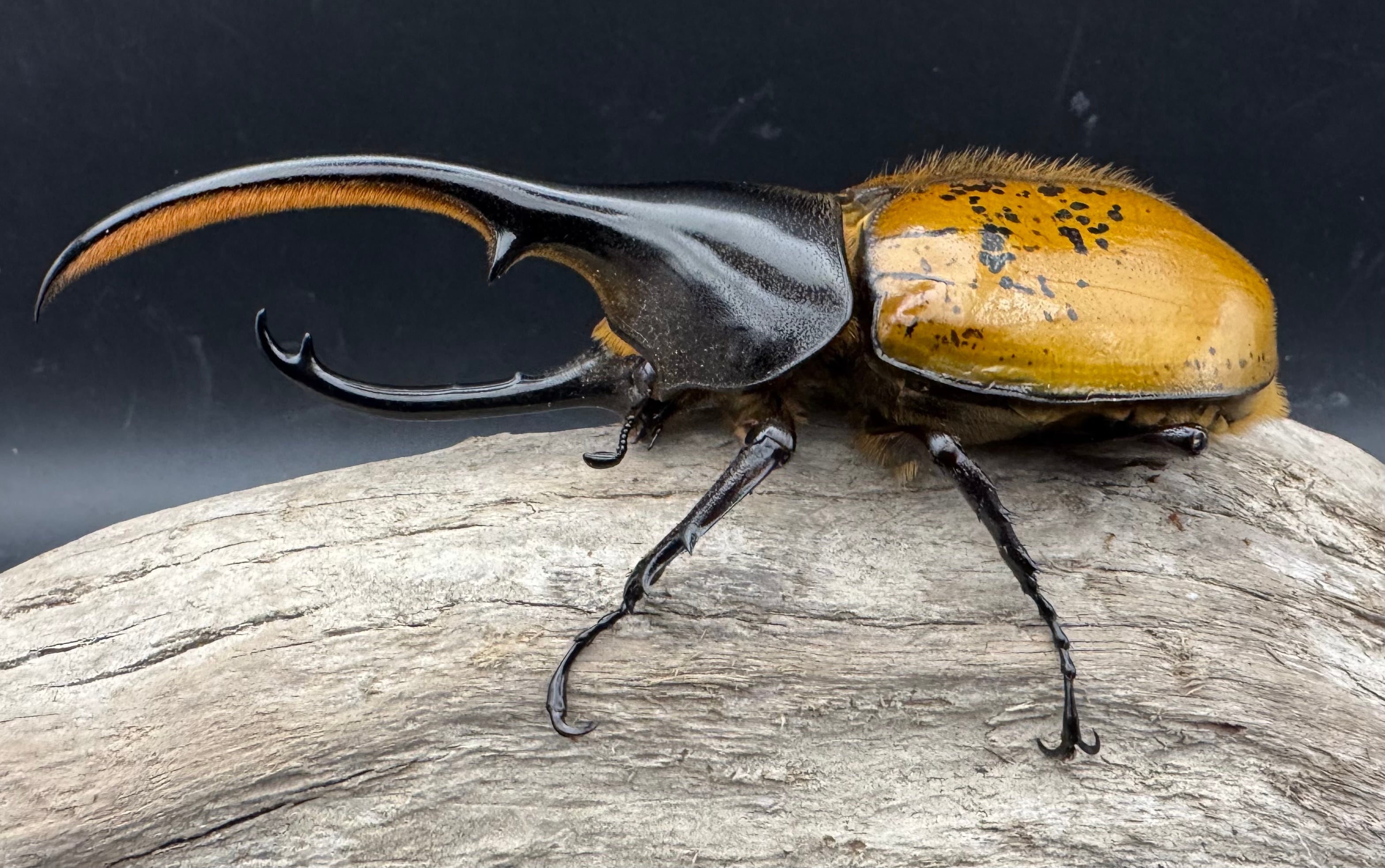 ヘラクレス・エクアトリアヌス 煌血統 128mm B品ペア》inohiro109氏