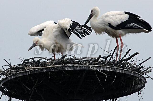 コウノトリ写真（ダウンロード）「大きくなあれ」 | かどの駄菓子屋