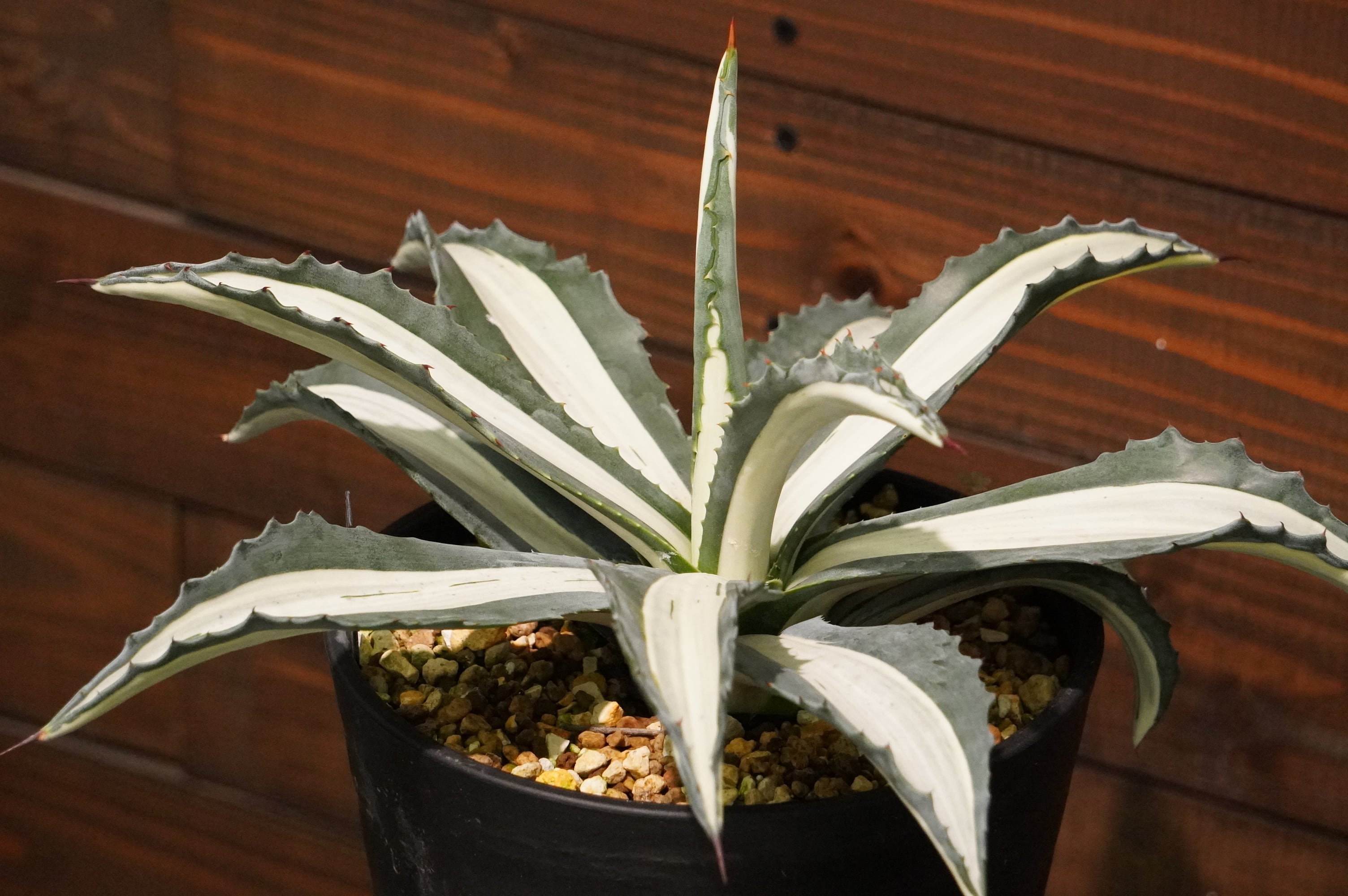 アガベ メディオピクタ アルバ 華厳 | 磨 Detailing