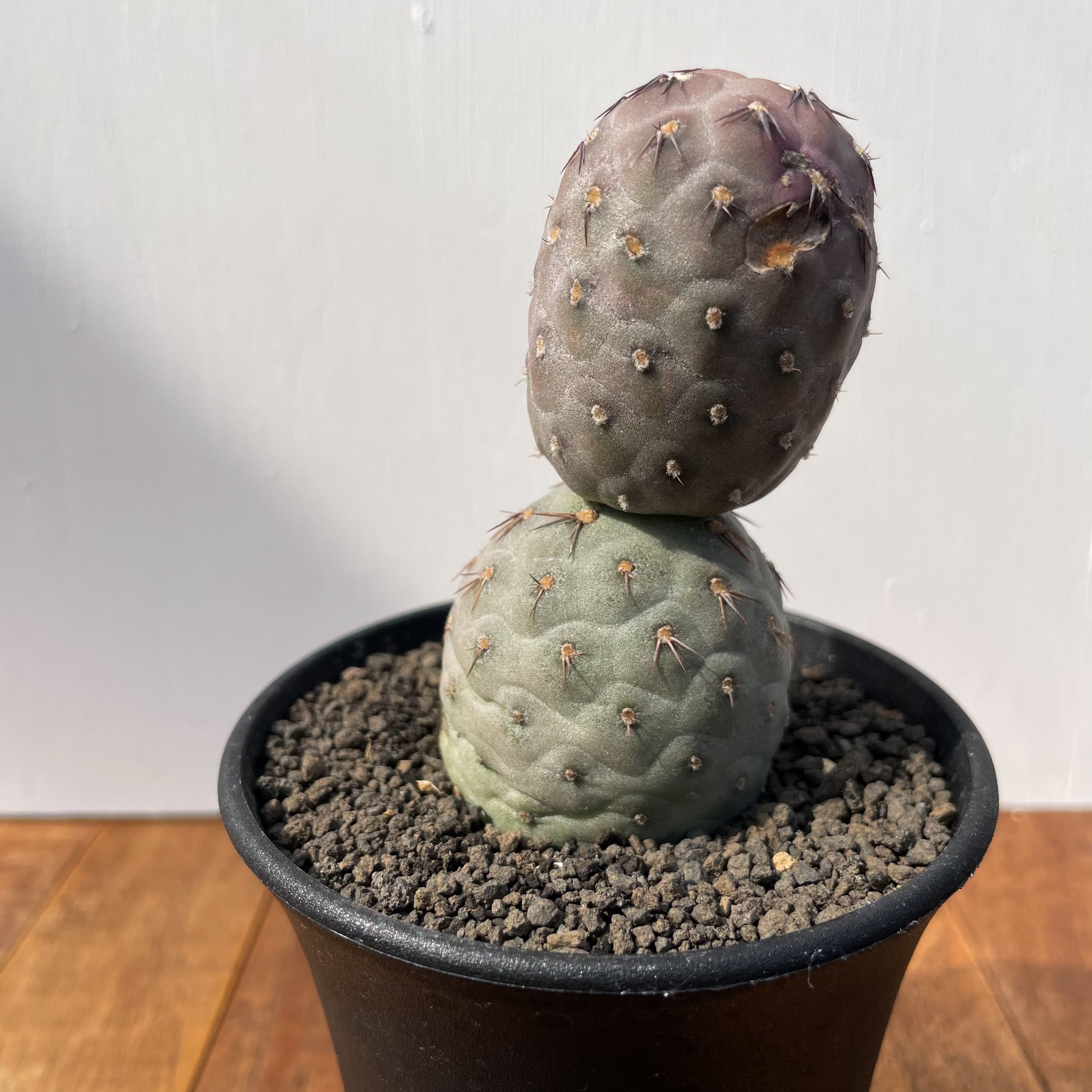 Tephrocactus geometricus【テフロカクタス・ゲオメトリクス