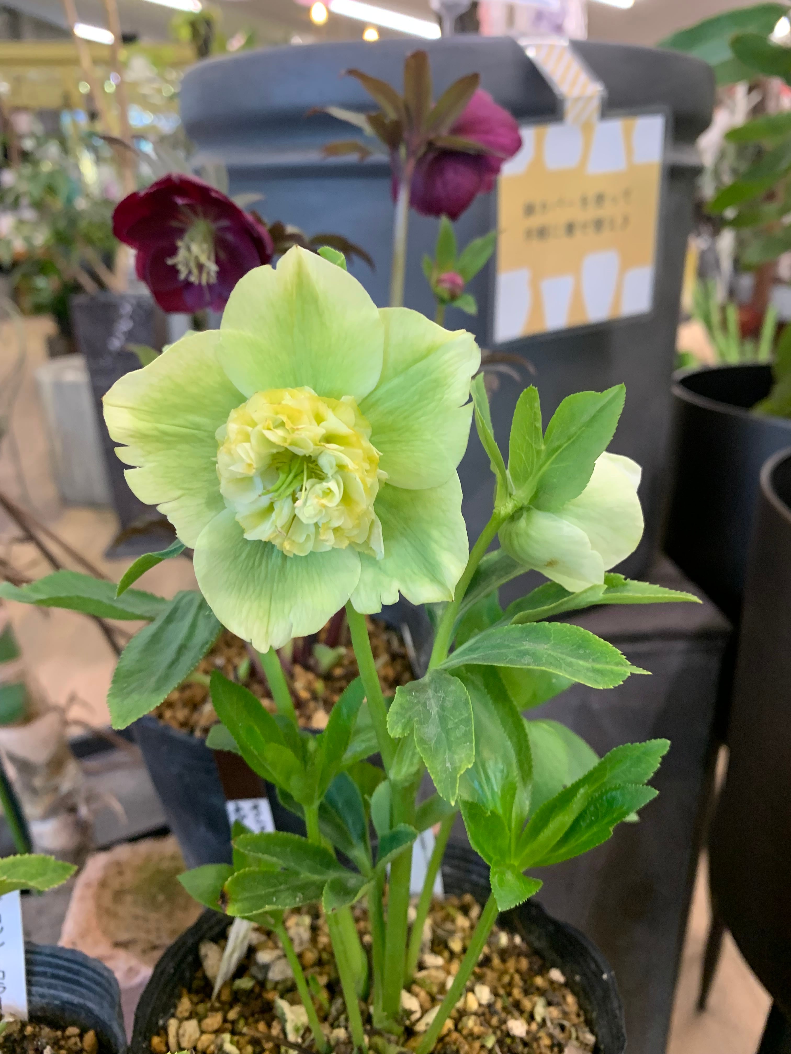 希少‼️⑦加藤農園さんのプレミアムクリスマスローズ セミダブル多弁系