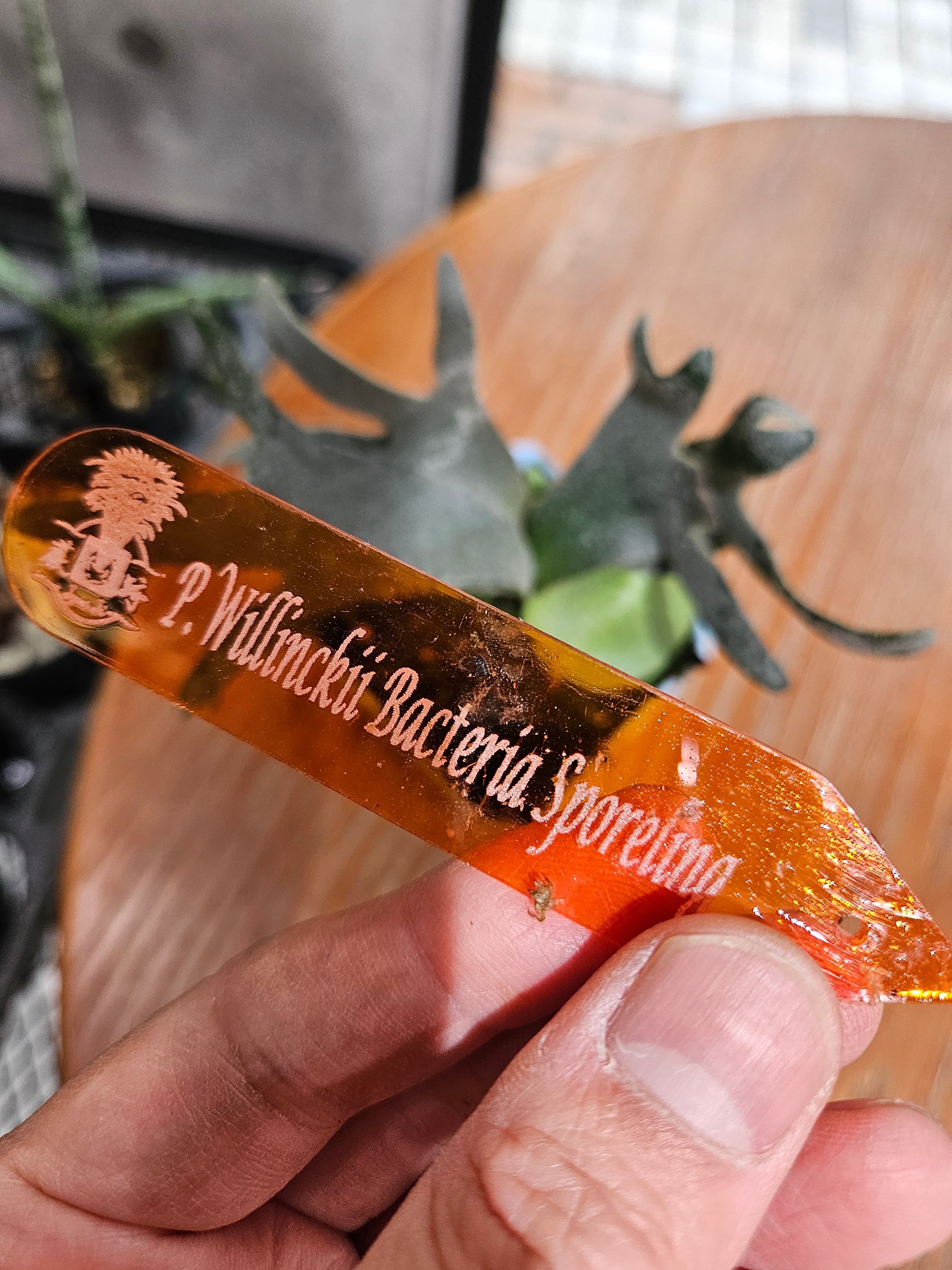 P.willinckii Bacteria Sporelings【artPLANTs/PLANTS GARAGE