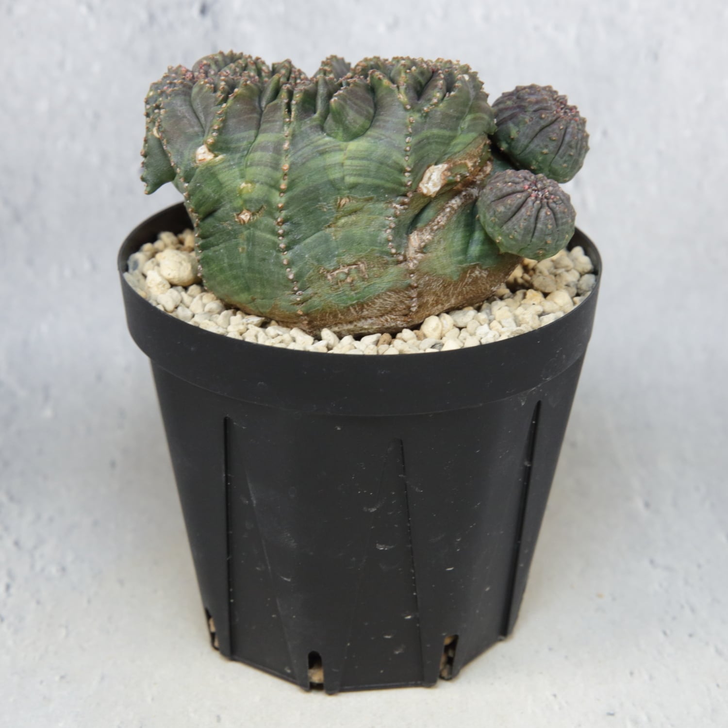 超厳選株】大株 最大幅約9.6cm 仔吹き 円扇綴化 オベサ