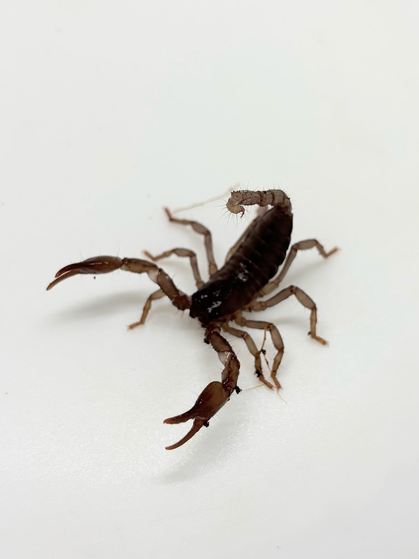 アジアンフォレストスコーピオン CHベビー 1匹 | まるころ商店〜まるく