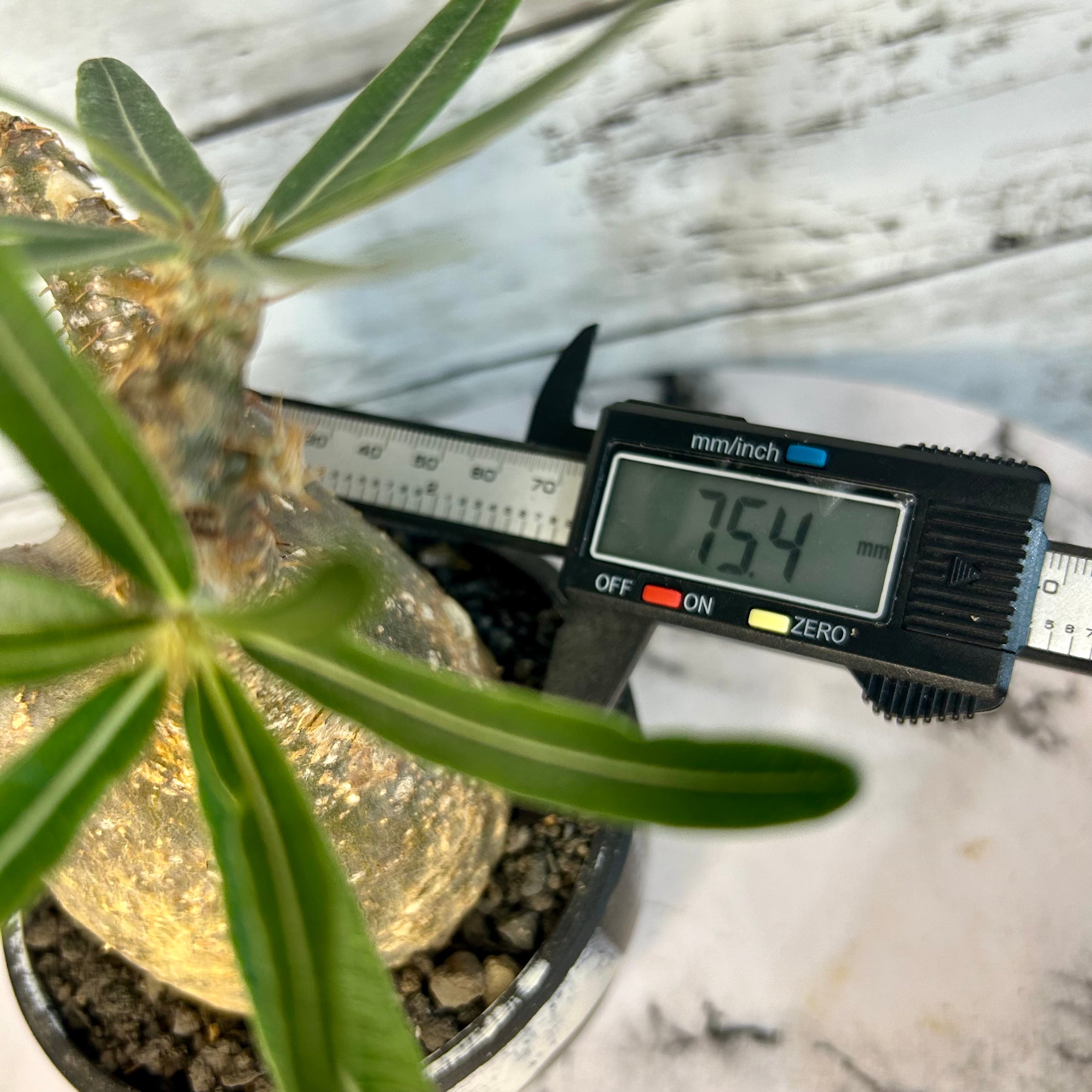 パキポディウム グラキリス 3号 現地球 ベアルート 塊根植物