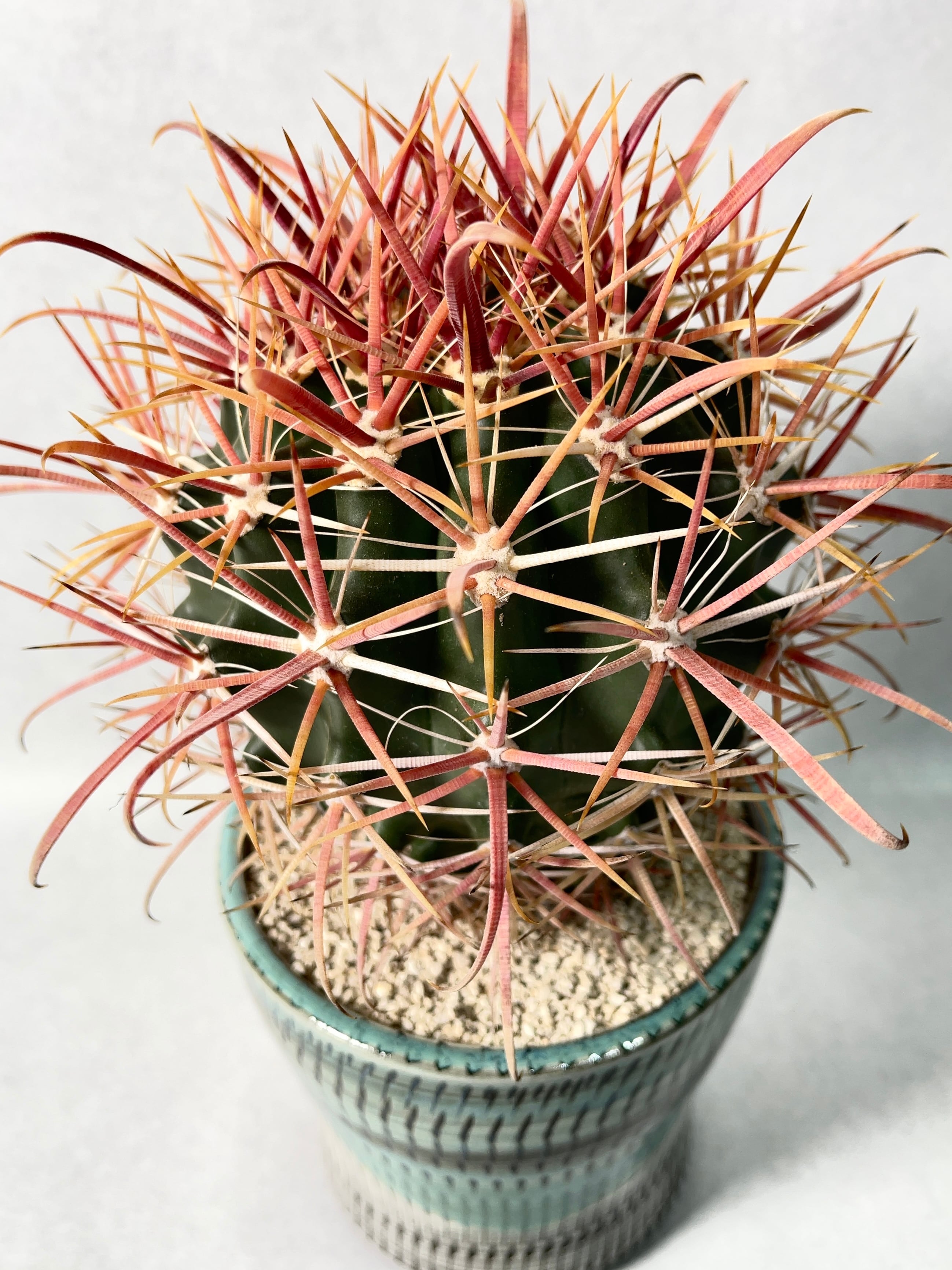 フェロカクタス・刈穂玉 | trigger