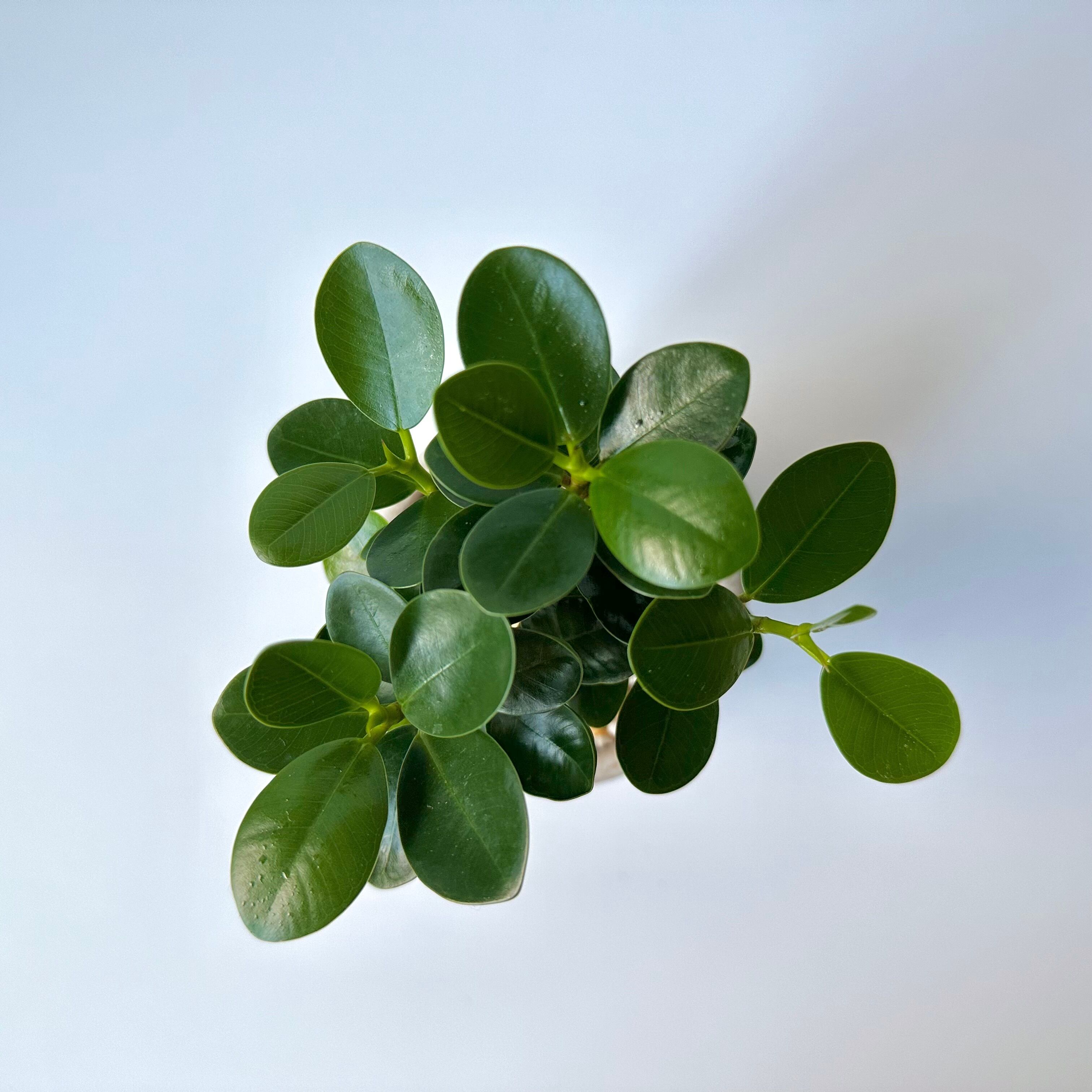 パンダガジュマル｜沖縄｜Table Size ① | 白昼堂々. - 観葉植物専門の