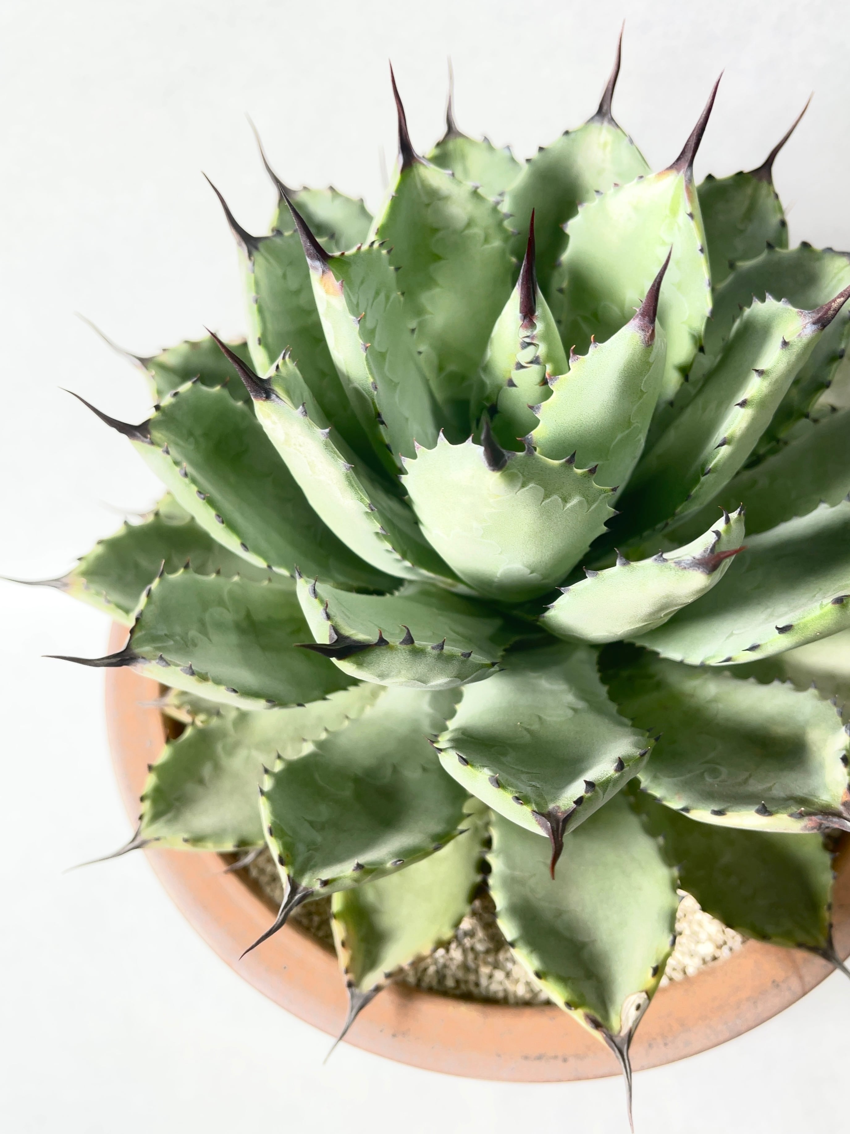 アガベ・八荒雷神 | Pay ID