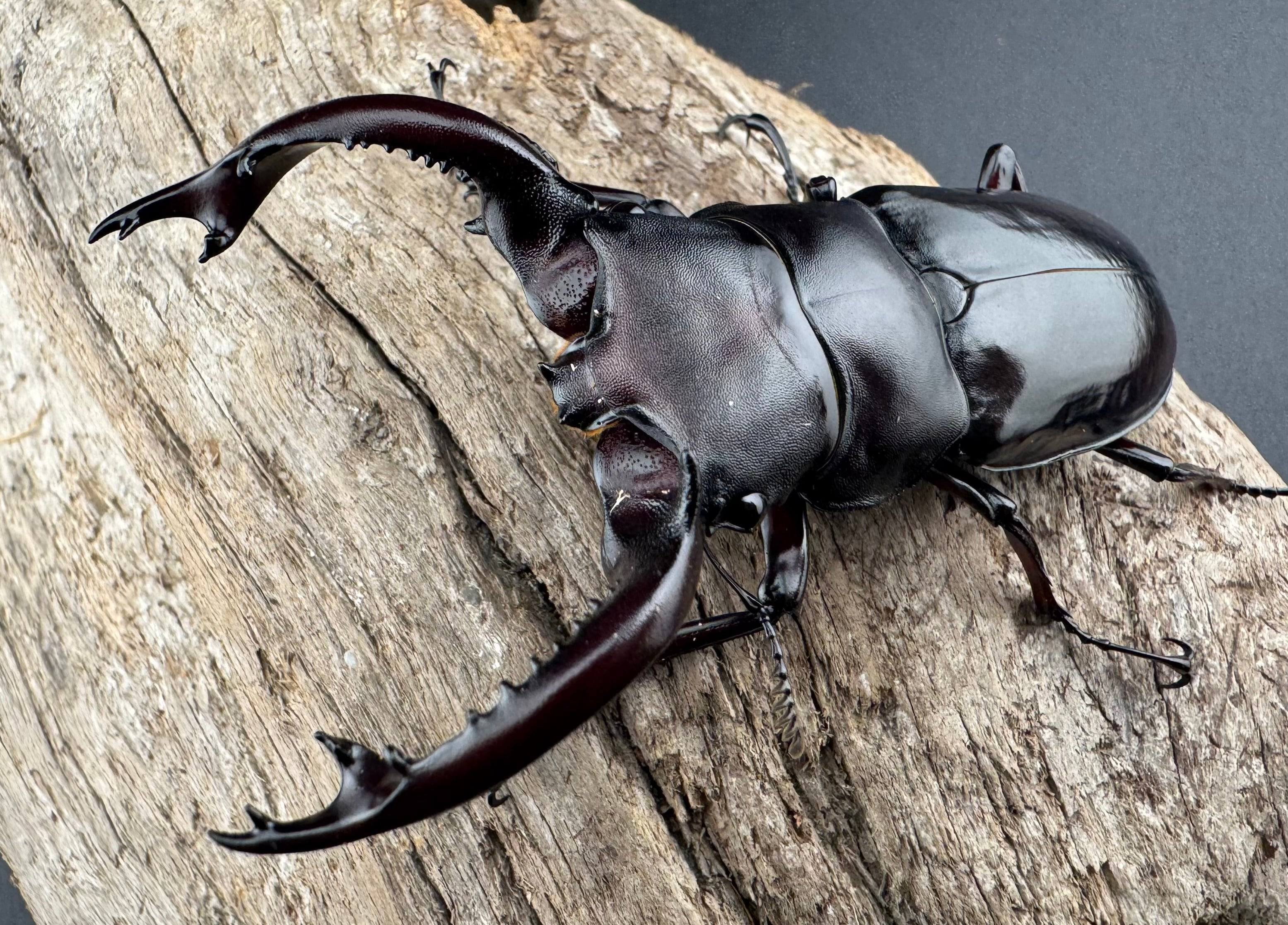 フォルスターフタマタ原名亜種 74mm ペア》 | KPW公式オンラインショップ