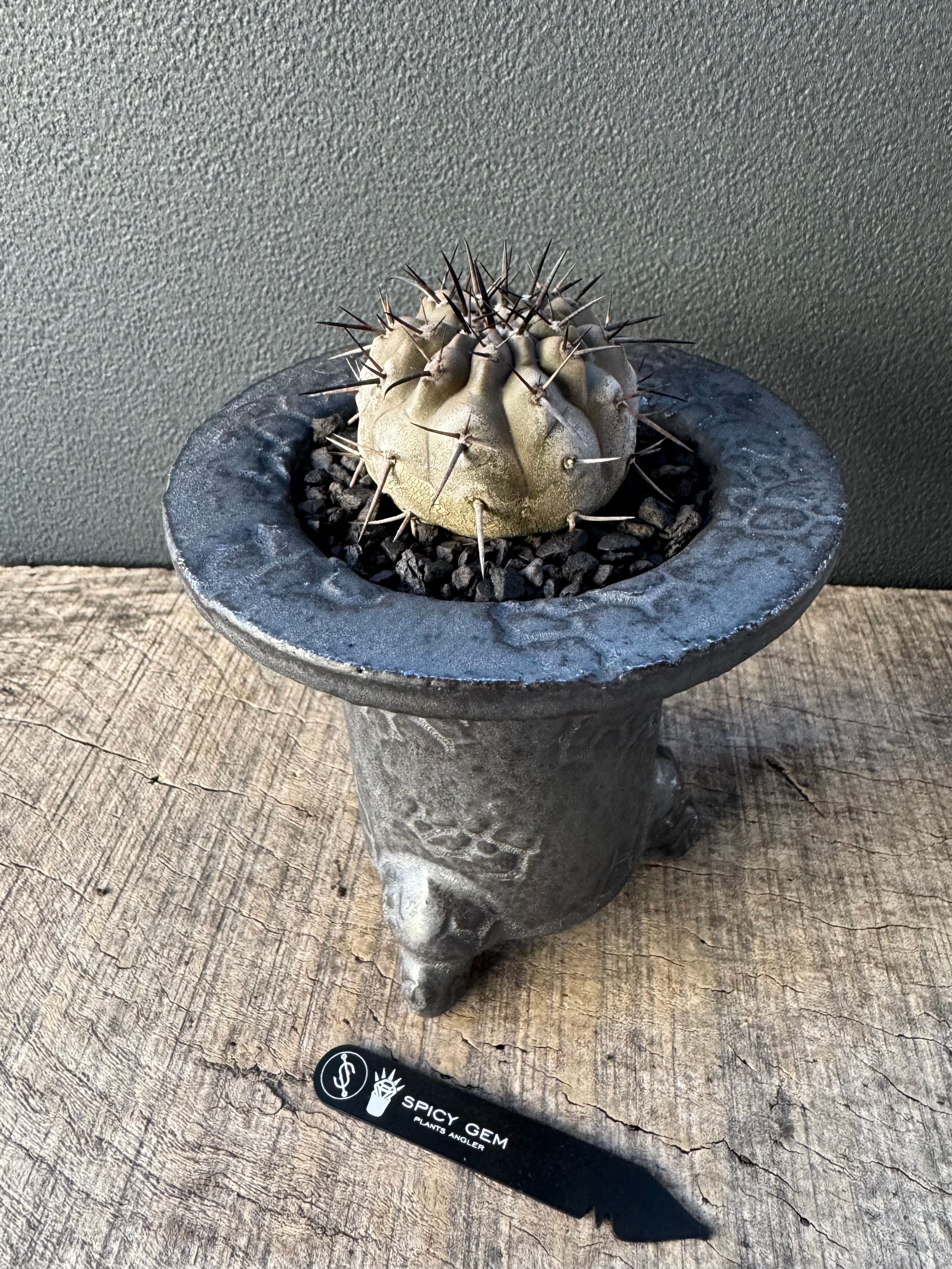 spicygem 鉢 spicy gem. スパイシージェム 作家鉢 spicy gem