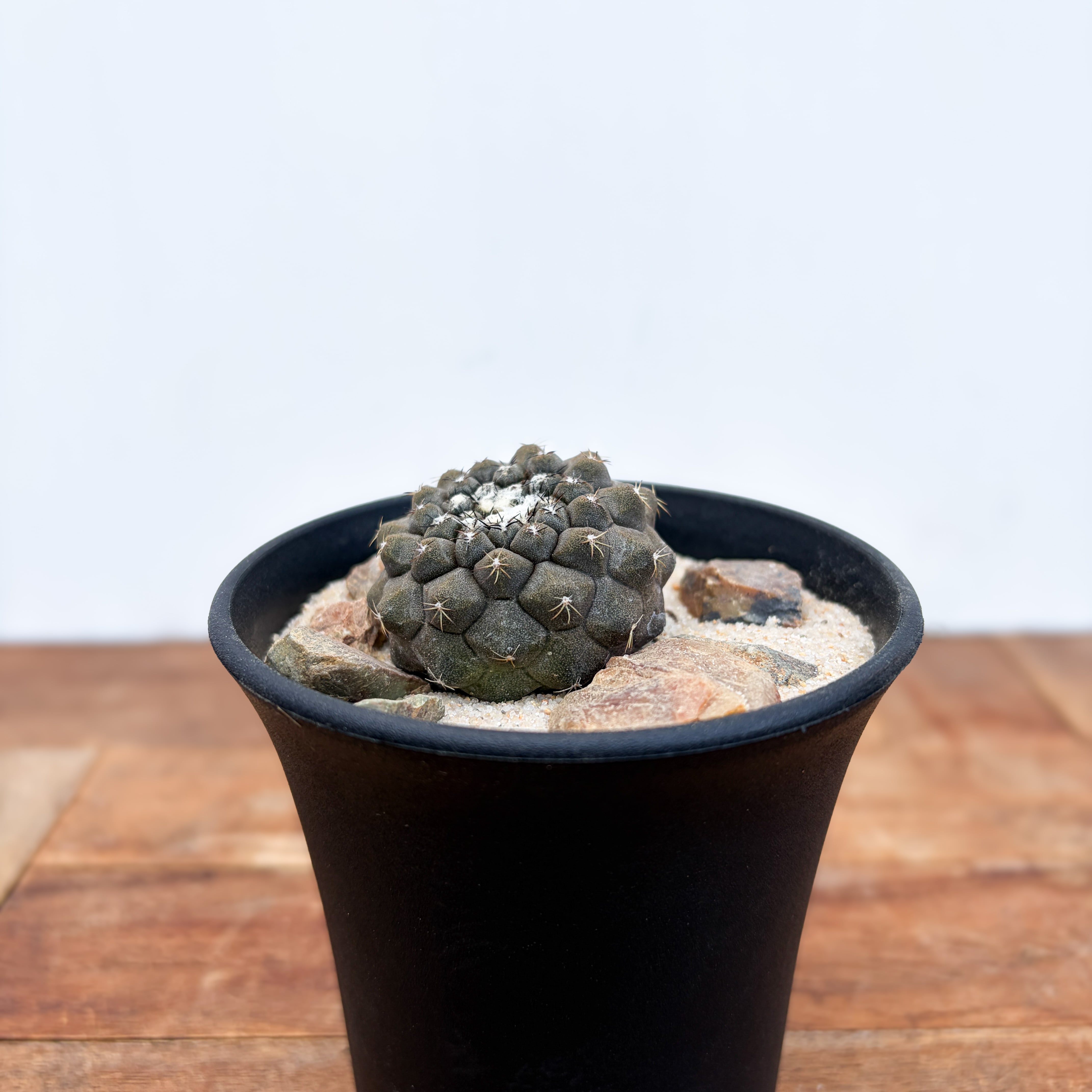 Copiapoa | RIMO'S GREEN 【Saboten & Succulent】