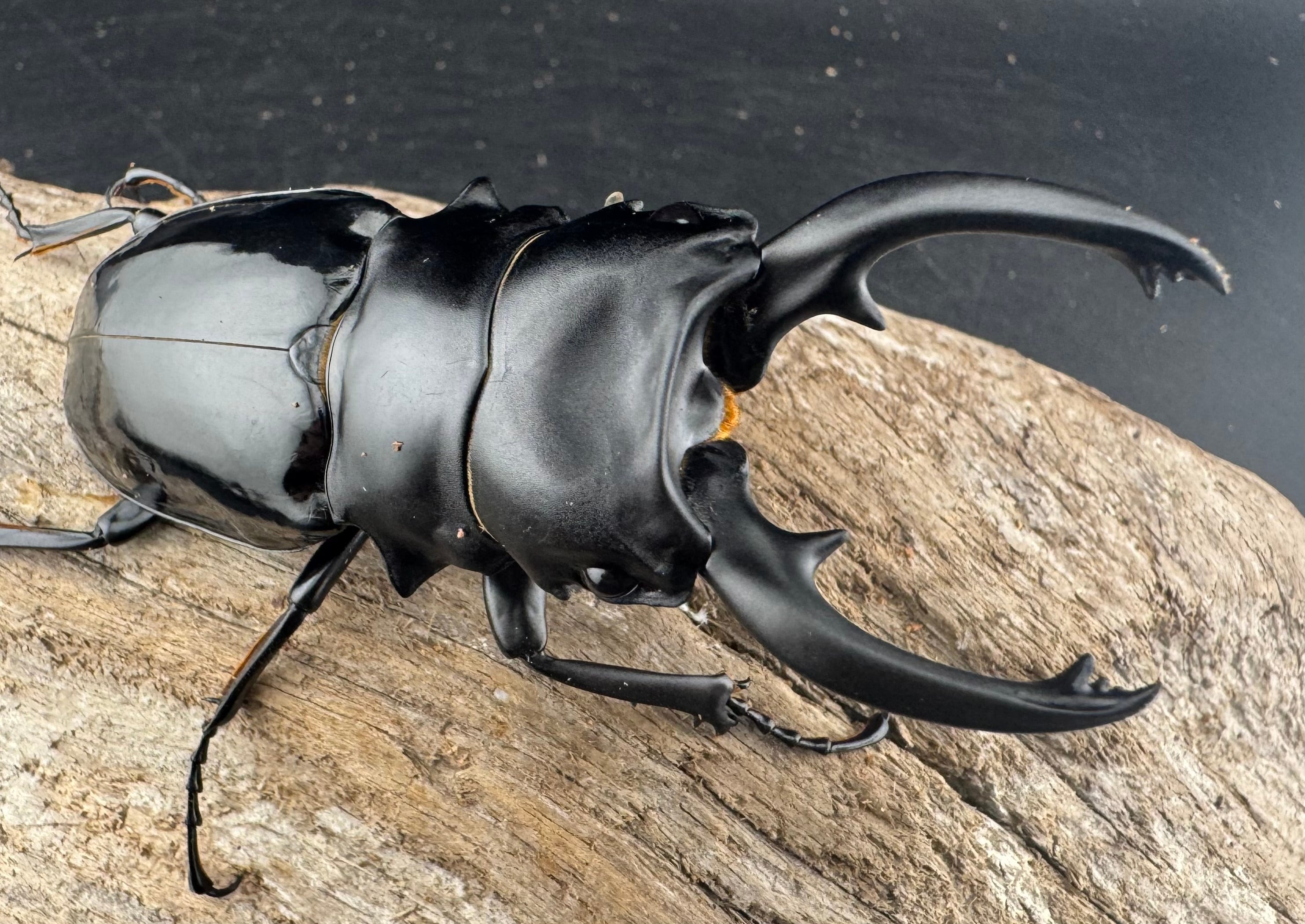 WD】《ルディカツヤクワガタ 82mm ペア》 | KPW公式オンラインショップ