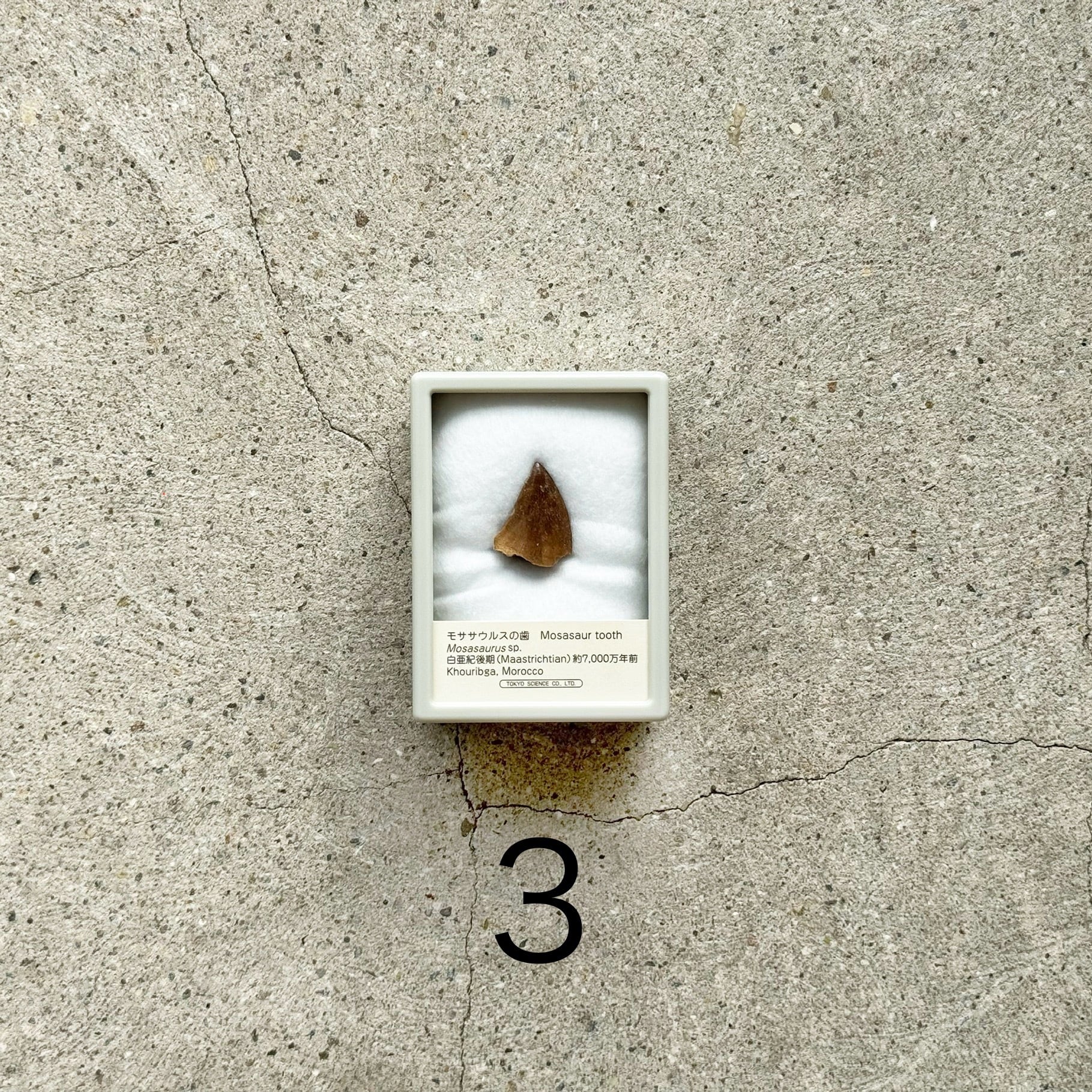 モササウルスの歯の化石 | TOYTOYTOY