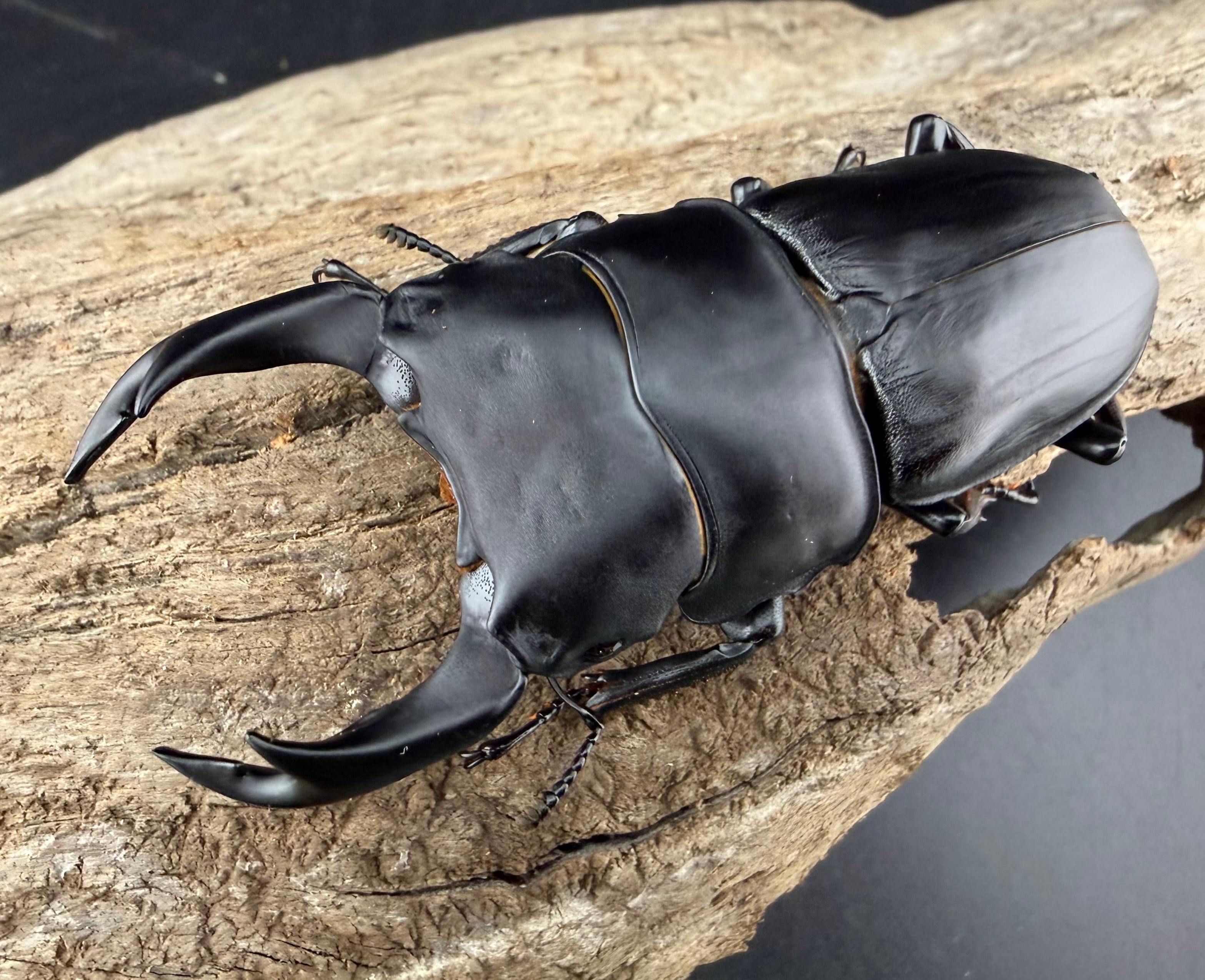 オオクワガタ 能勢YG血統 77mm ペア》 | KPW公式オンラインショップ