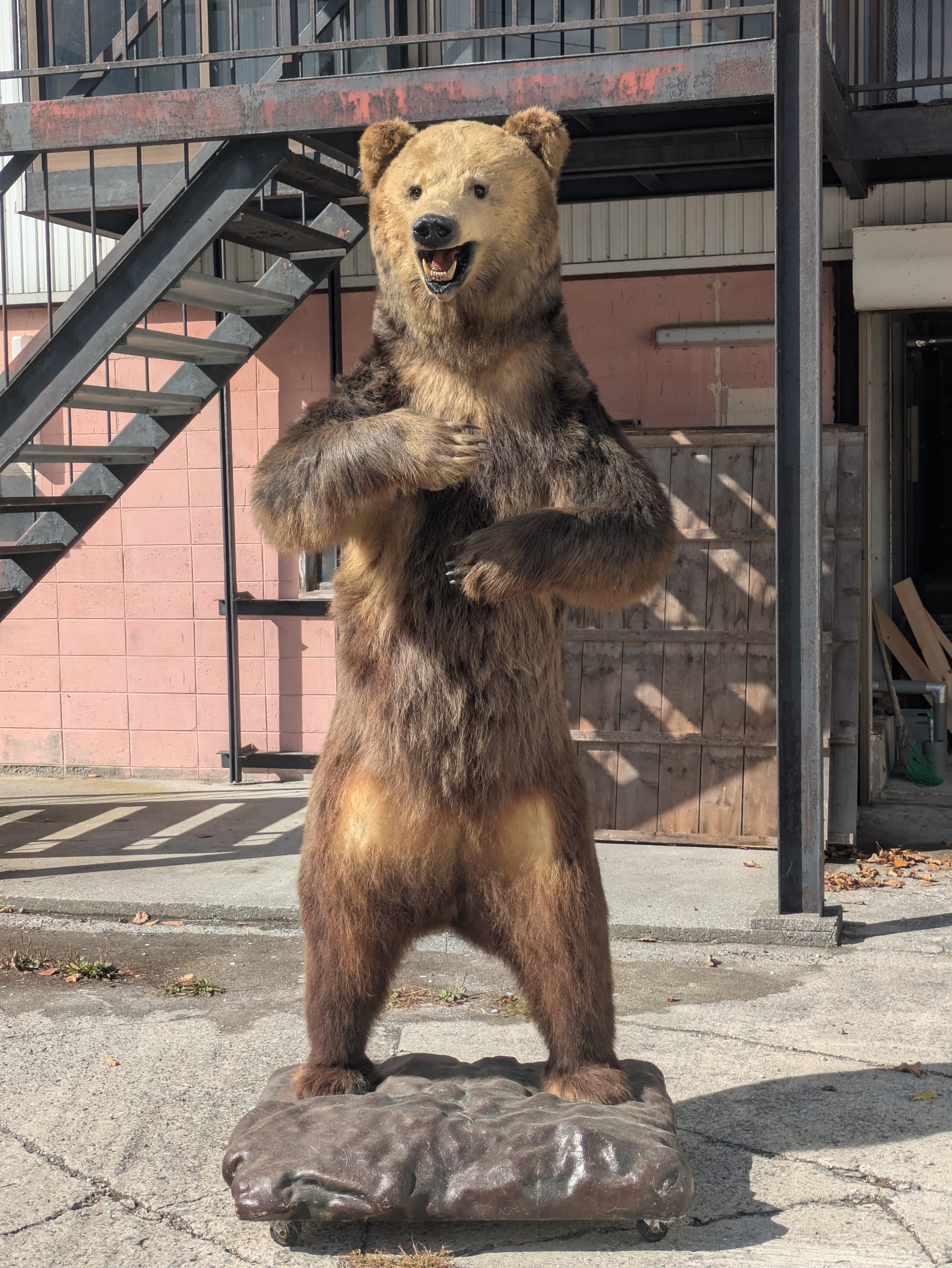 ヒグマ 剥製 | 若松毛皮