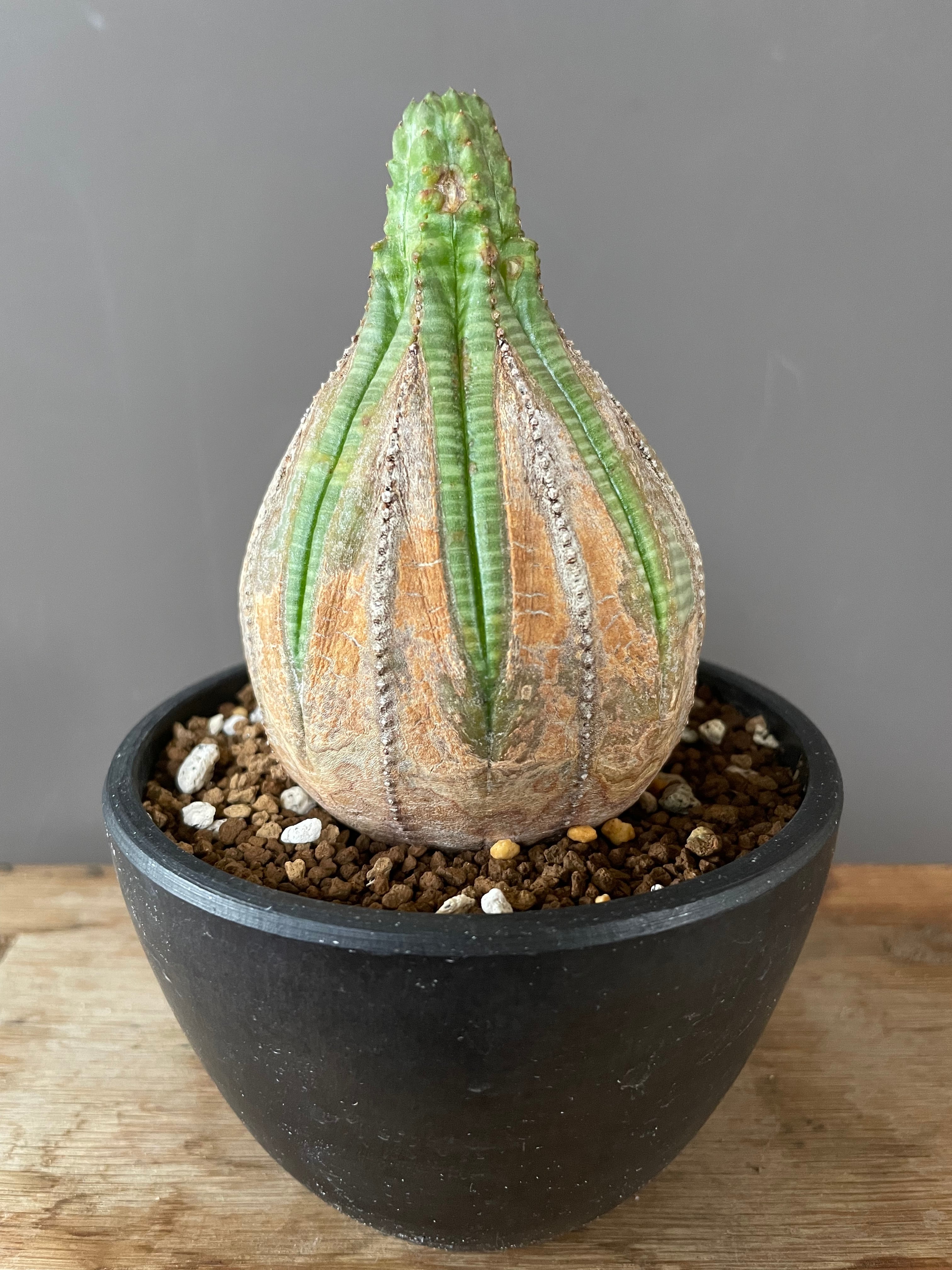 7f25078cb0a52102c01863fc25c0c8