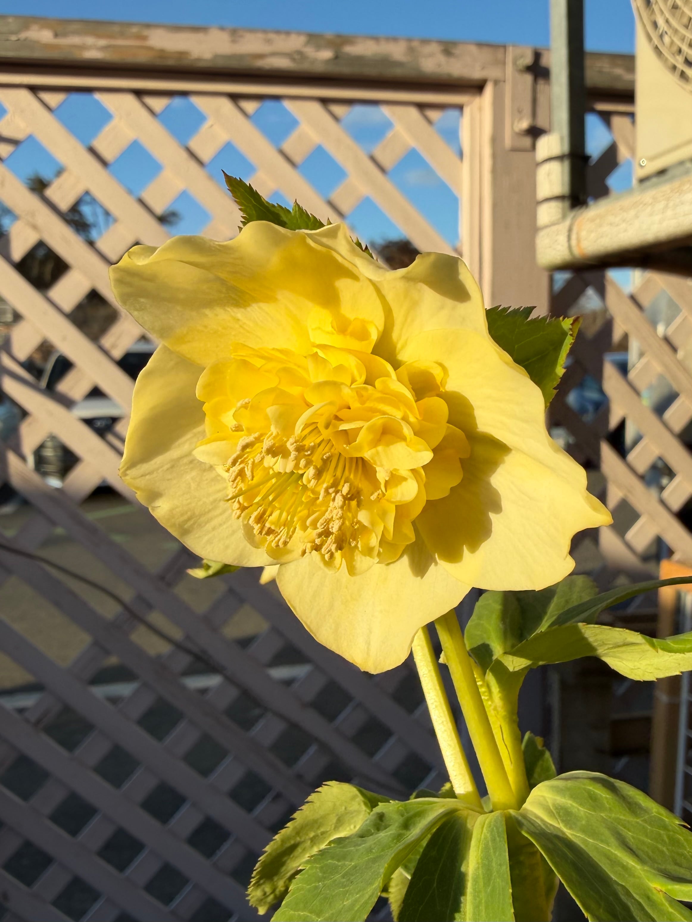 ゴールドモーリー系モリモリsd 加藤農園 クリスマスローズ【Ka98】送料