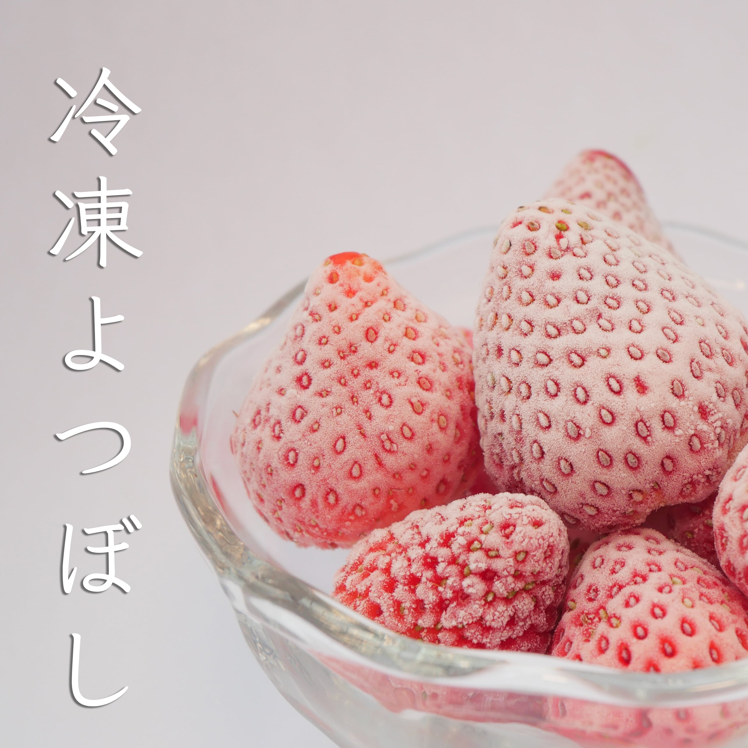 冷凍いちご 完熟よつぼし（愛知県産 ） 1kg | 完熟いちご よつぼし