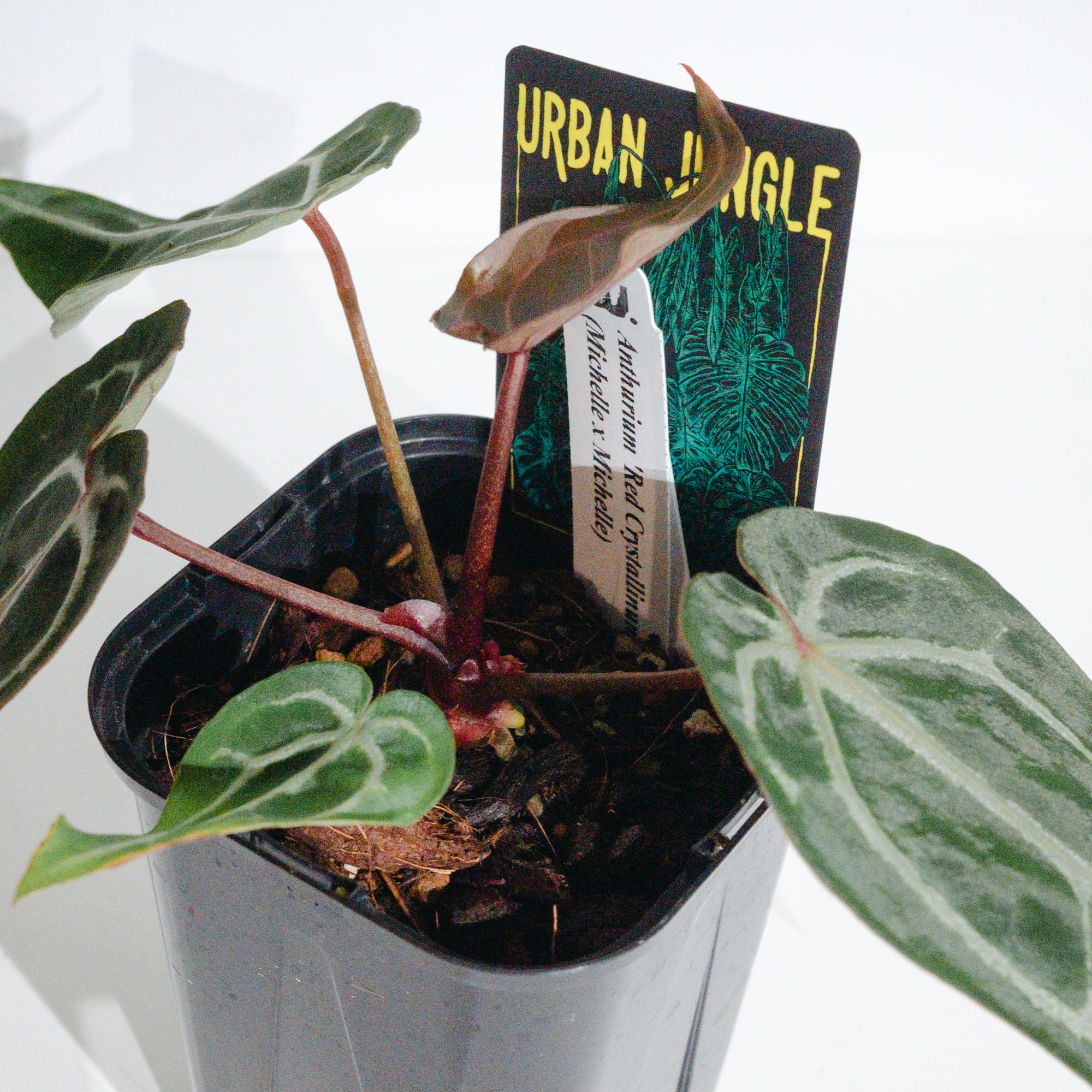 アンスリウム・レッドクリスタリナム ミシェル×ミシェル（Anthurium