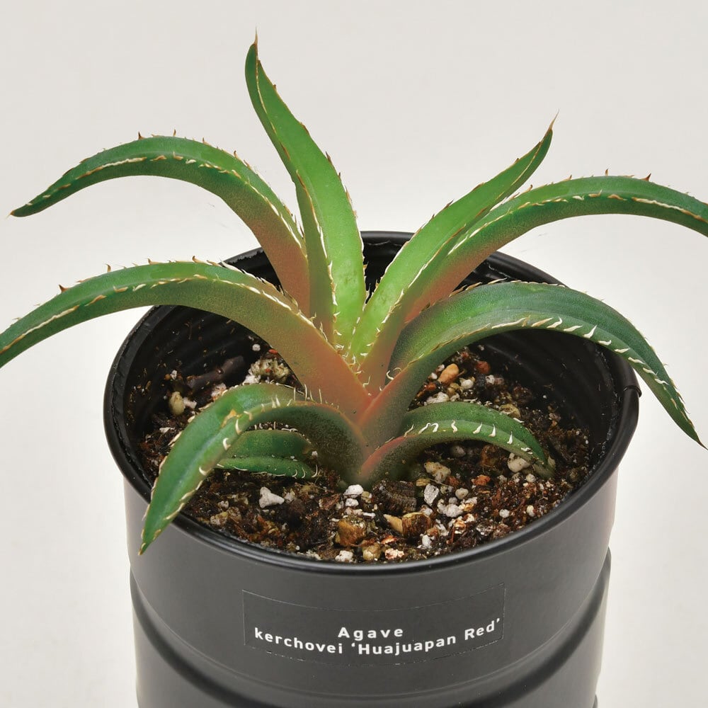 アガベ栽培セット / ケルチョベイレッド | TSUGi -made & select-