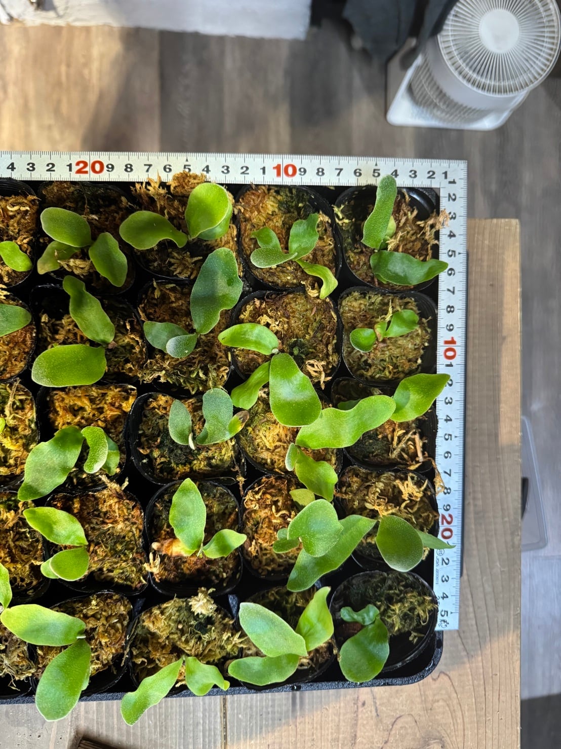 ビカクシダ willinckii Dwarf Nook × Bogor Mr. Suddan (mix spore