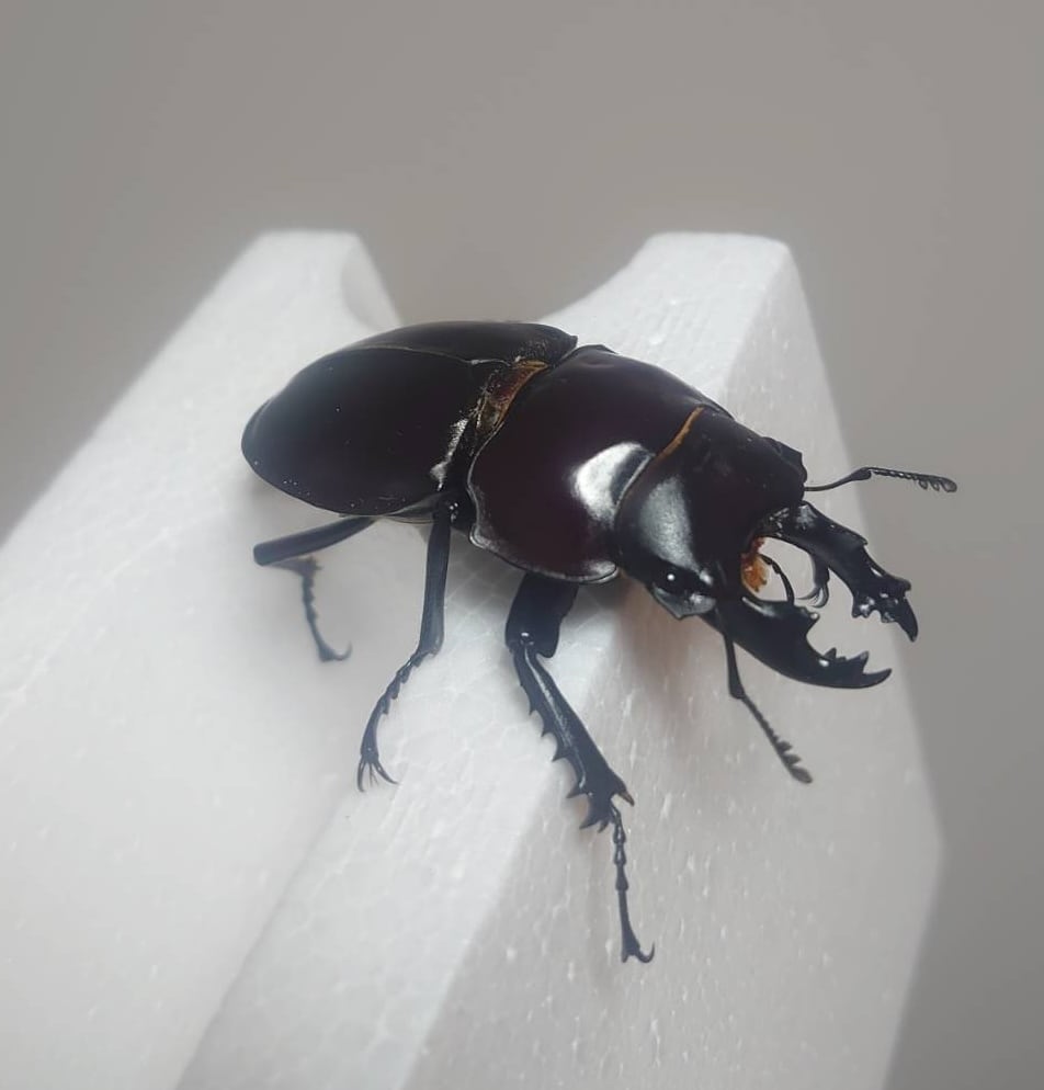 大歯】ヤエヤママルバネクワガタ西表島大見謝 ペア ♂55.1mm・♀45.9