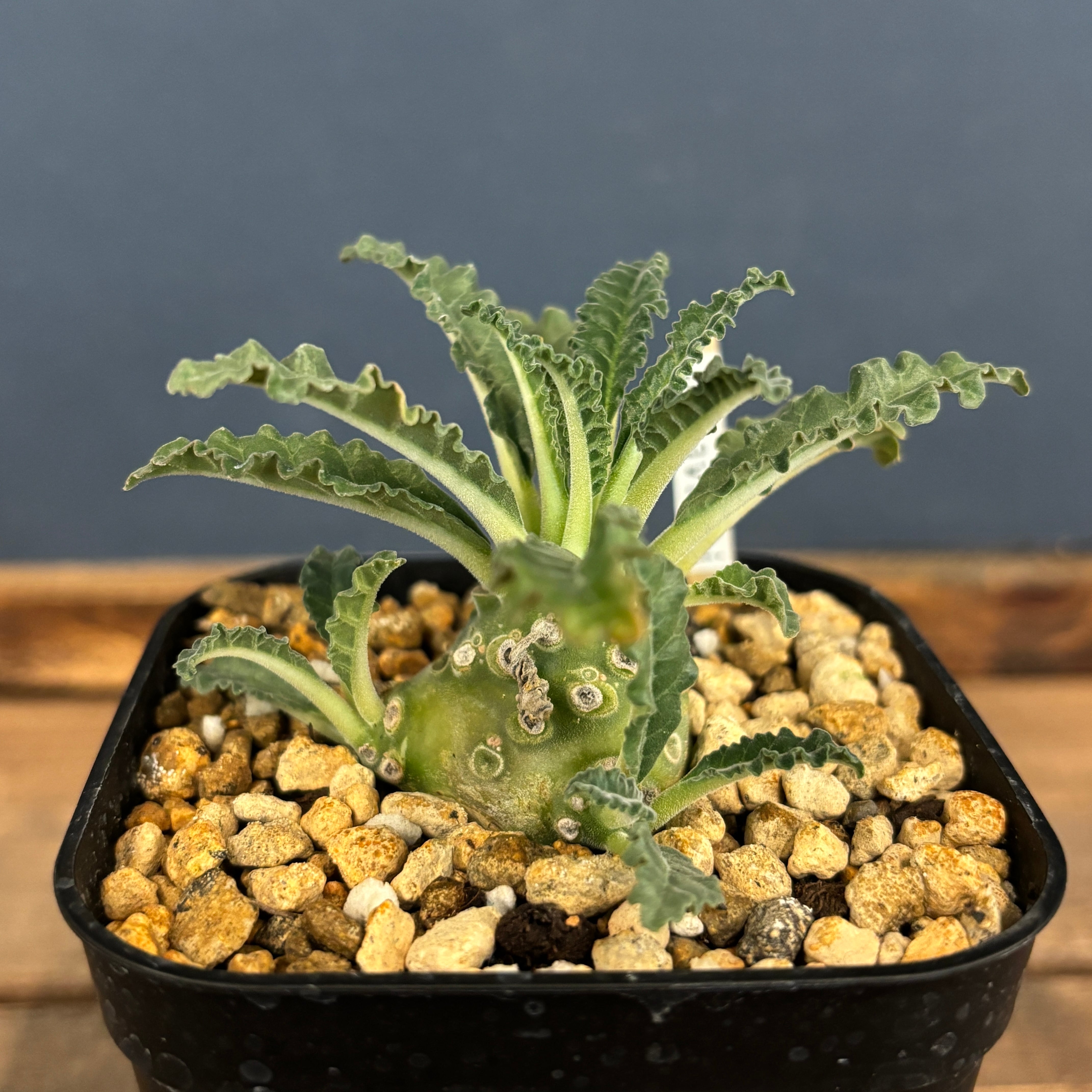 ドルステニア ラブラニー【500】 | PROTOLEAF プロトリーフ