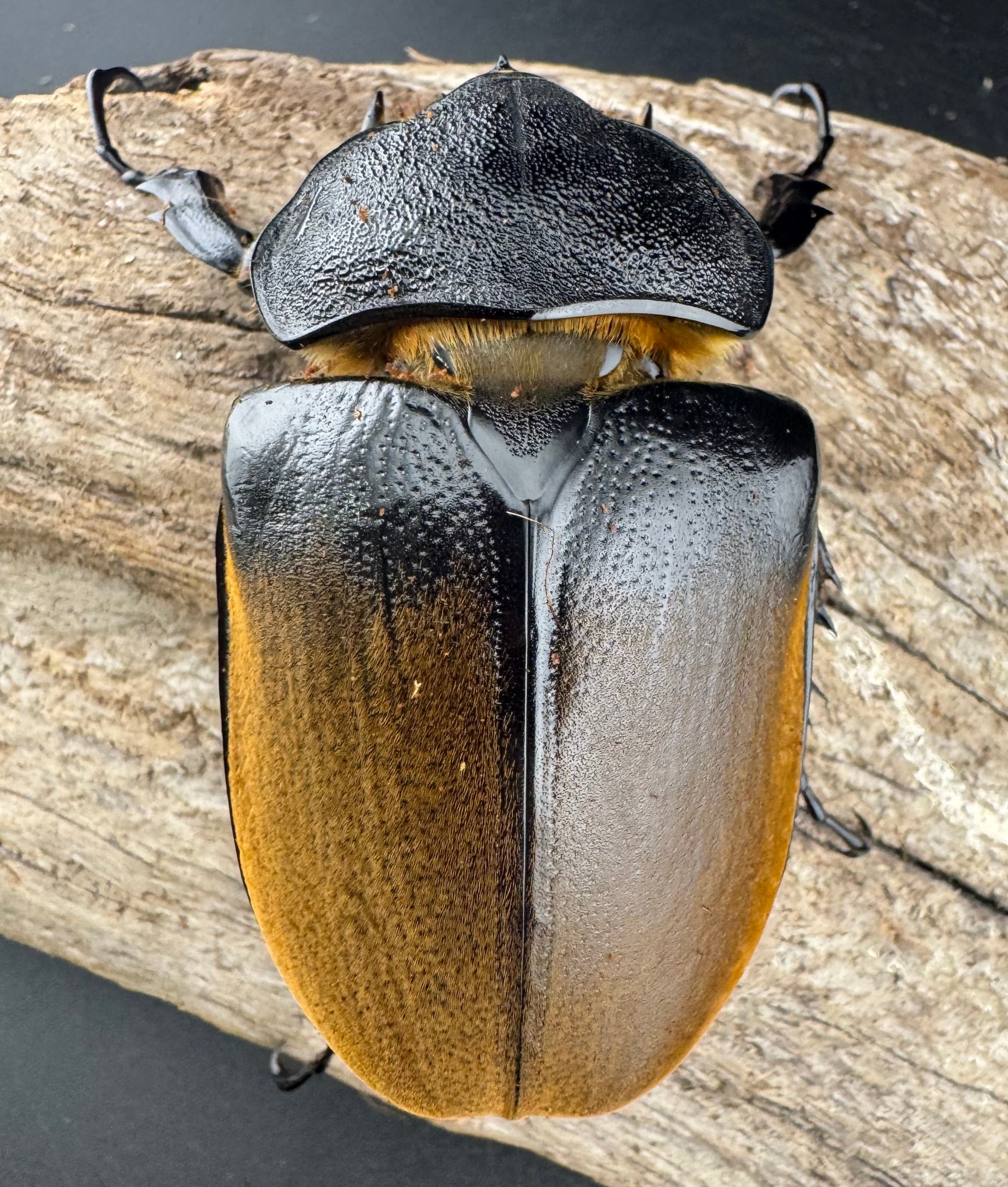 エレファスゾウカブト 117mm ペア》 | KPW公式オンラインショップ