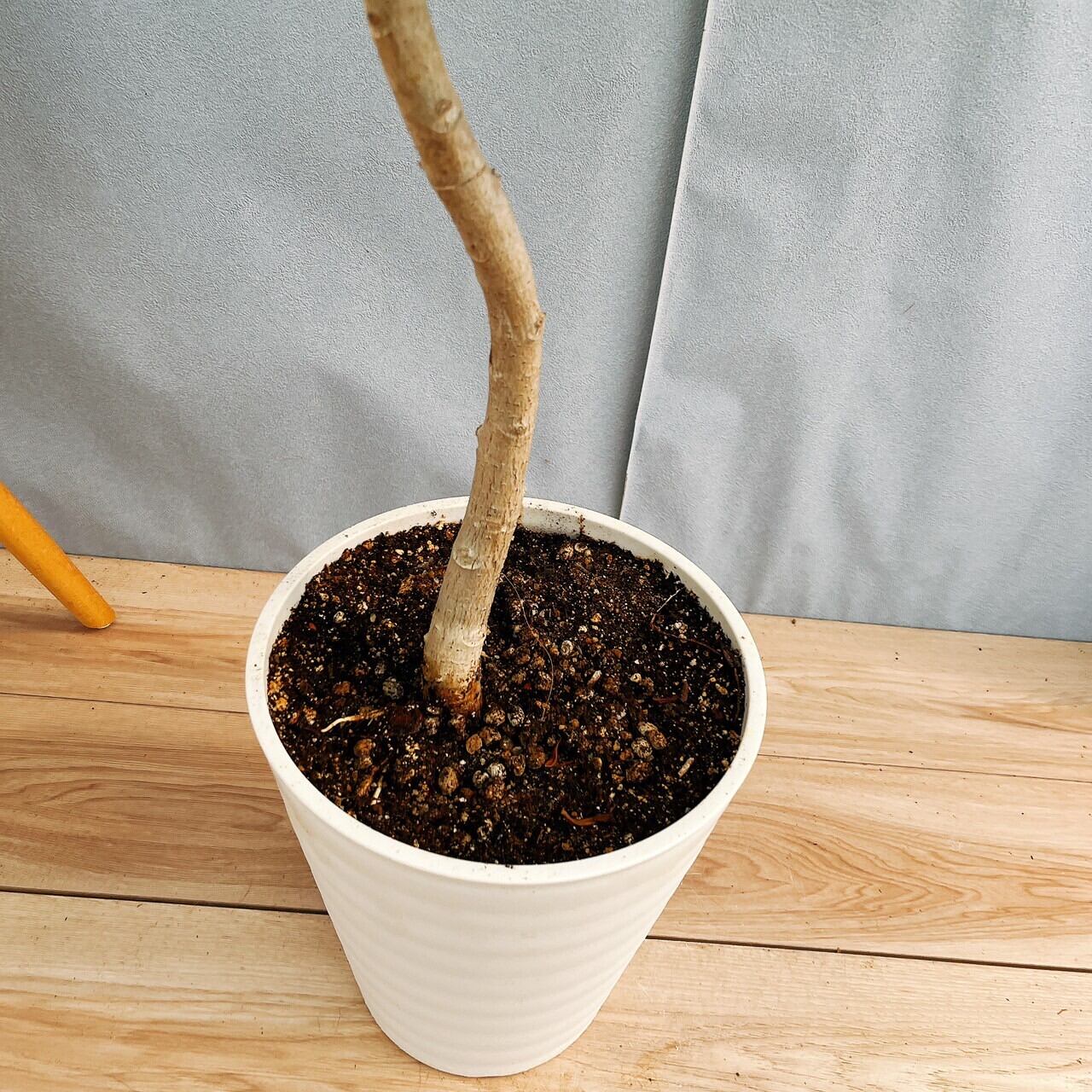 現品］95番 フィカス アルテシマ 曲がり 8号 観葉植物 室内 ゴムの木