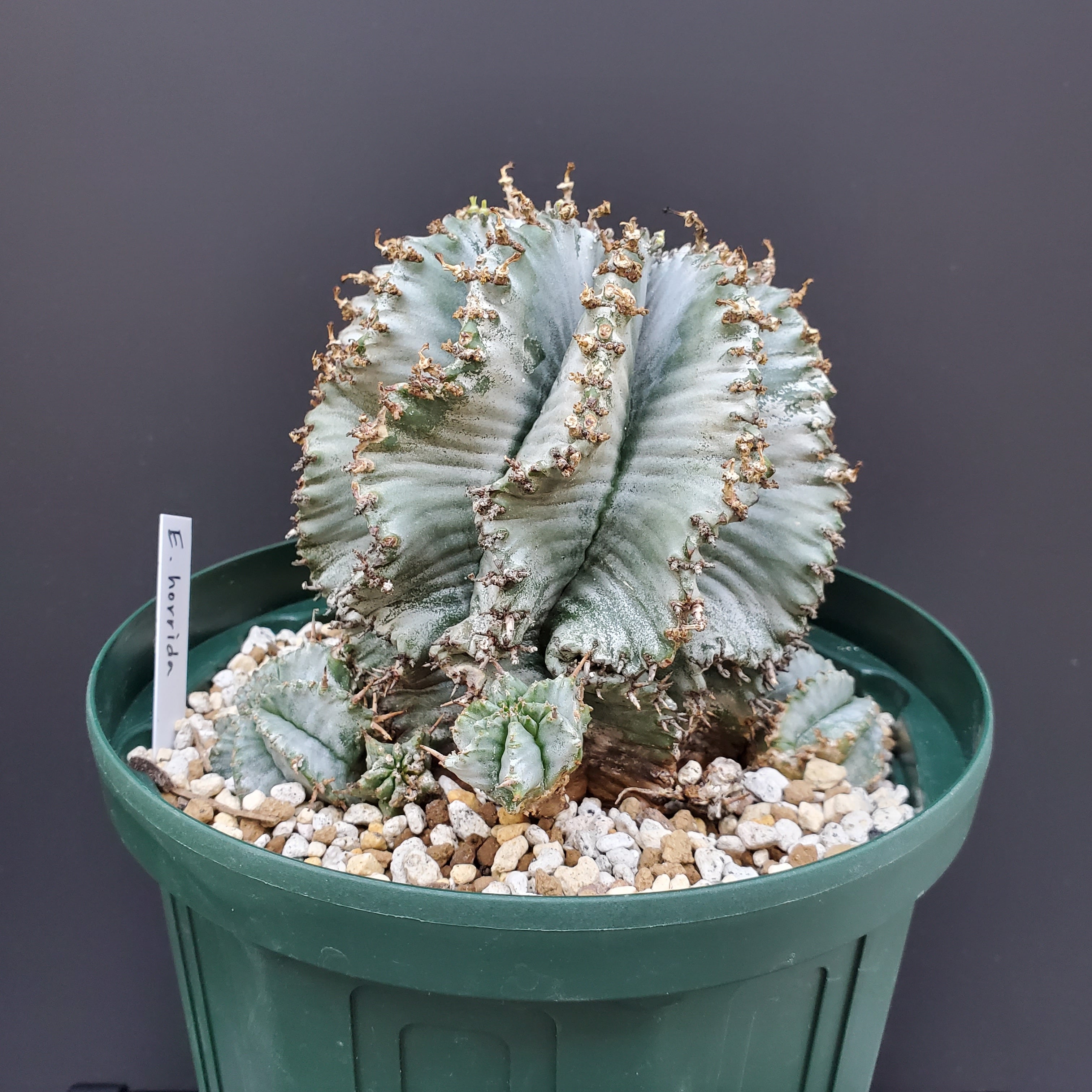 美しいフォルム】群生 メス株 白衣ホリダ Euphorbia horrida