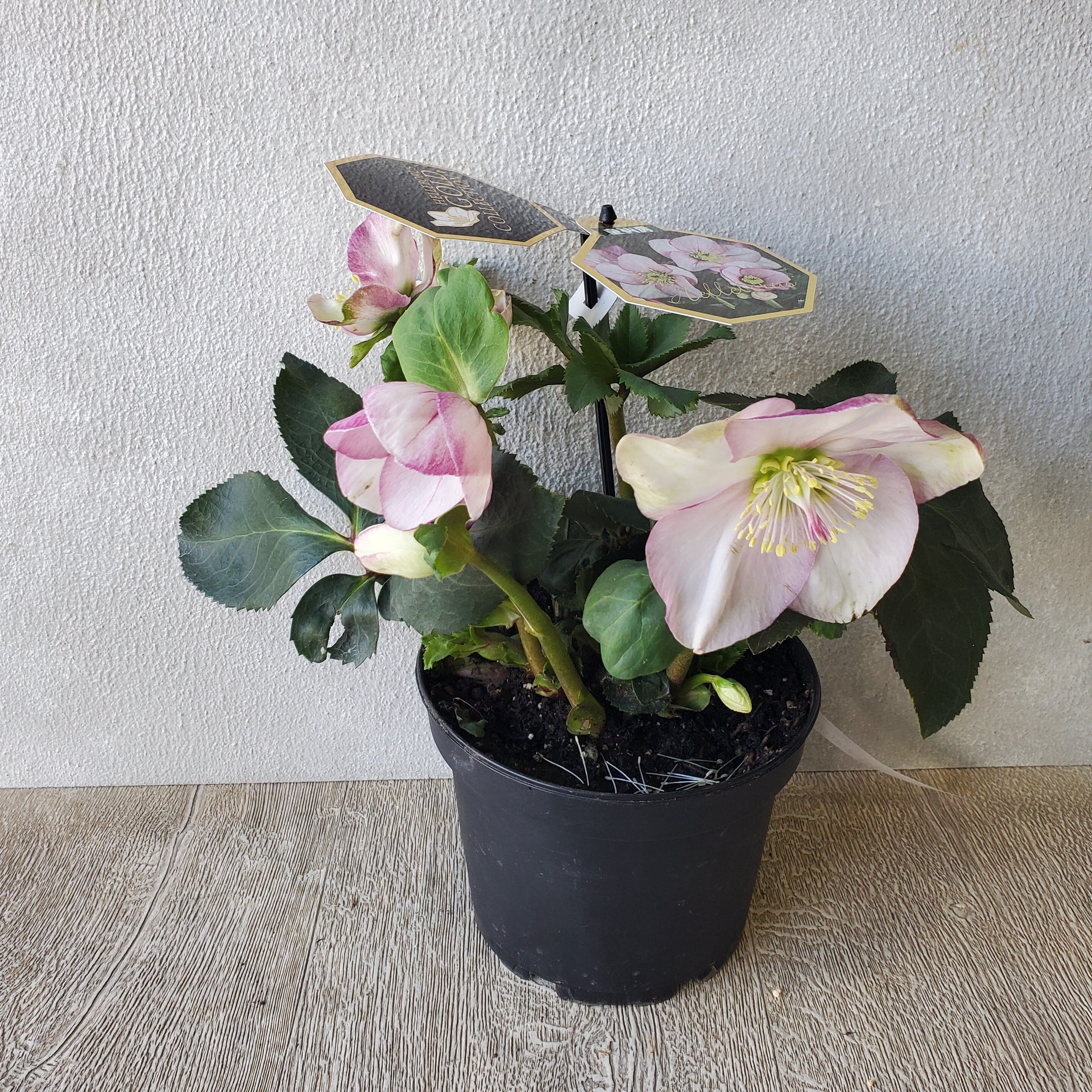 82af6c2e0c943f71b796f238b28003