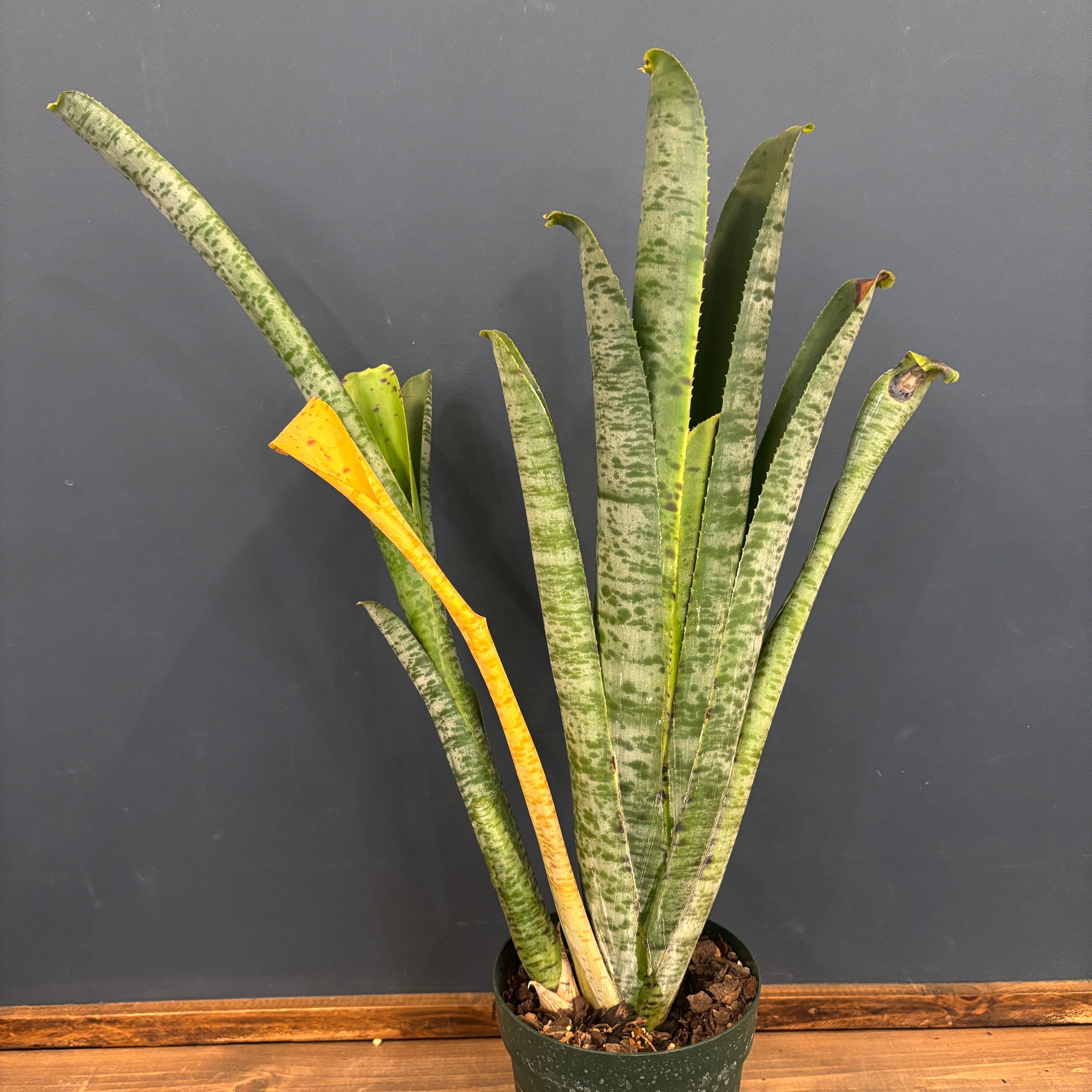 タンクブロメリア | PROTOLEAF プロトリーフ