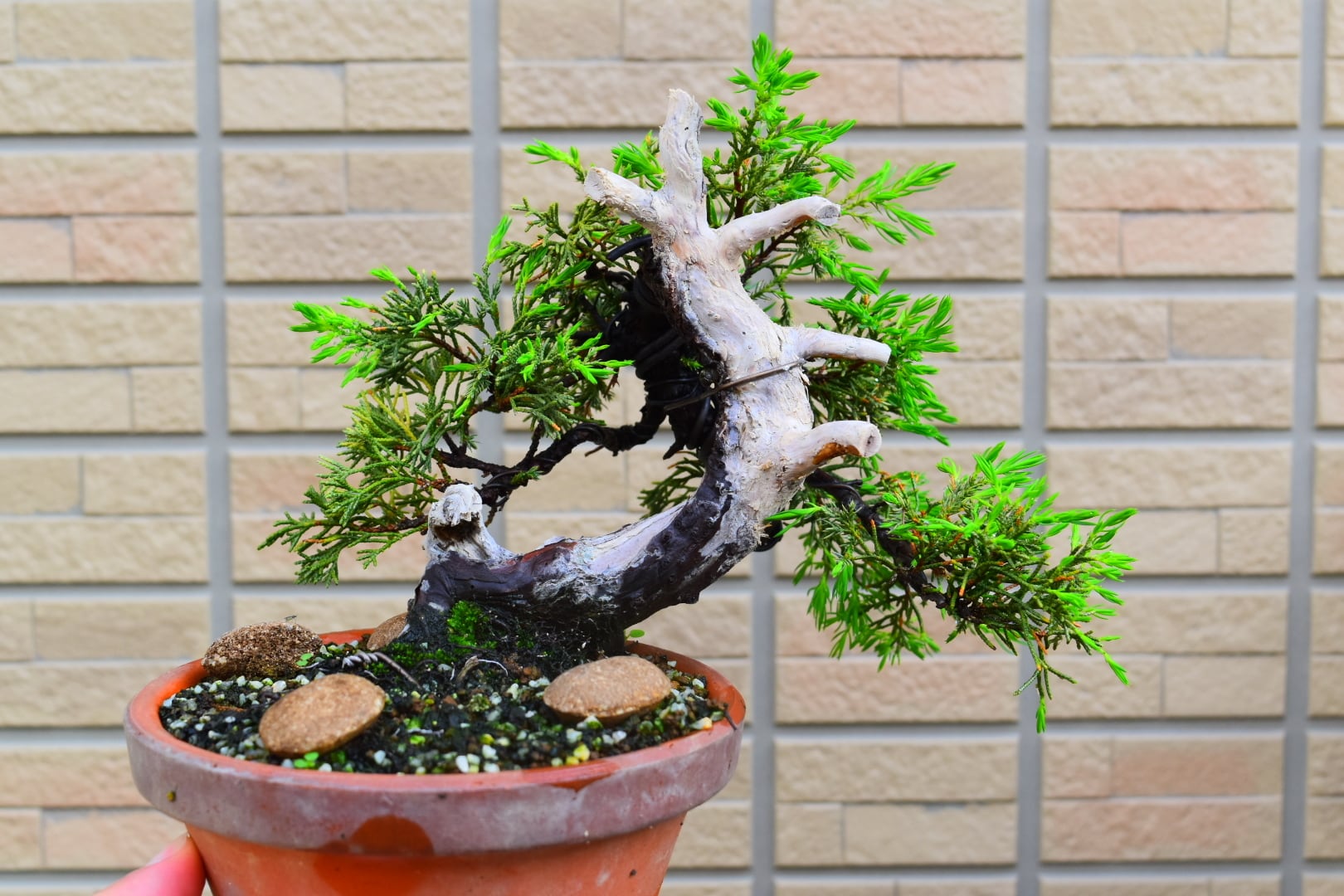 六角鉢 多肉植物鉢 紫砂鉢 盆栽鉢 植木鉢 小品盆栽鉢 大品盆栽鉢 六方