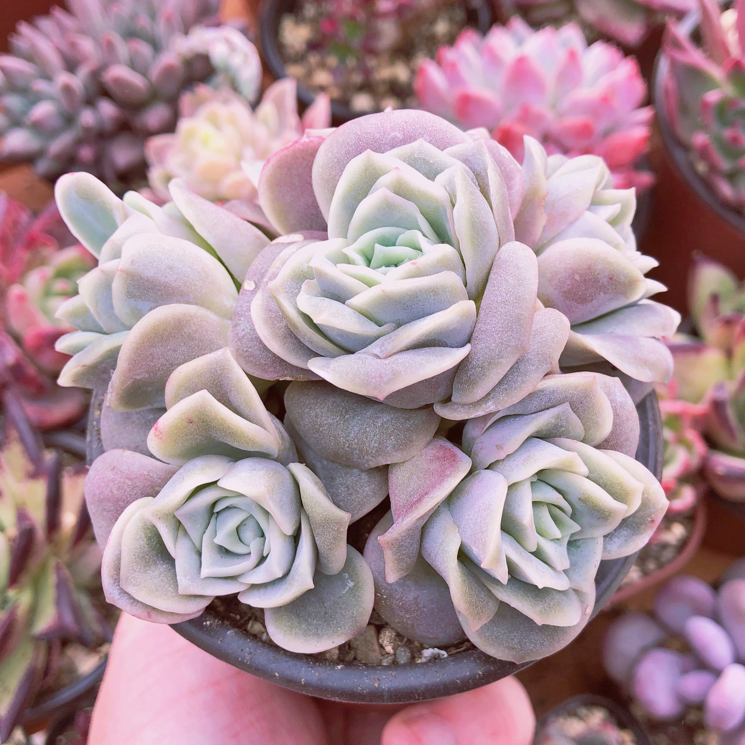 多肉植物 ラブリーローズ 6苗 カット苗 | るる農園~多肉植物専門