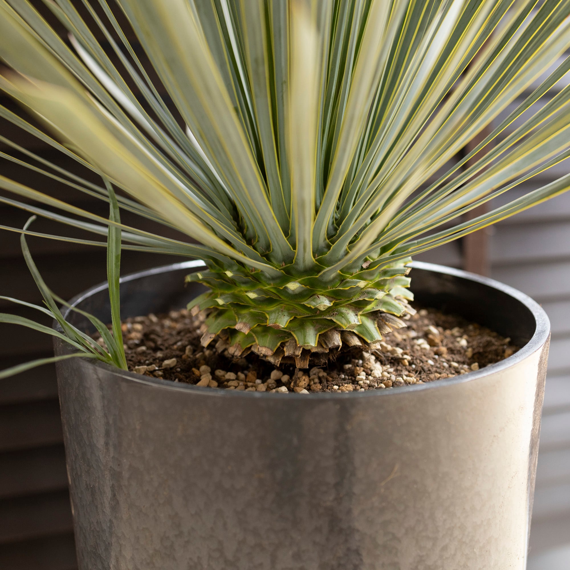 ユッカ ロストラータ 子株付き Rostrata シルバーブルー 9号 株立ち