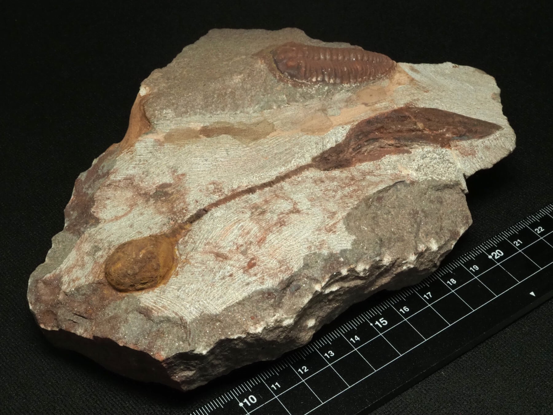 ウミユリ 化石 棘皮動物 重さ682 g 大きさ 約18x16 cm モロッコ産 ウニ