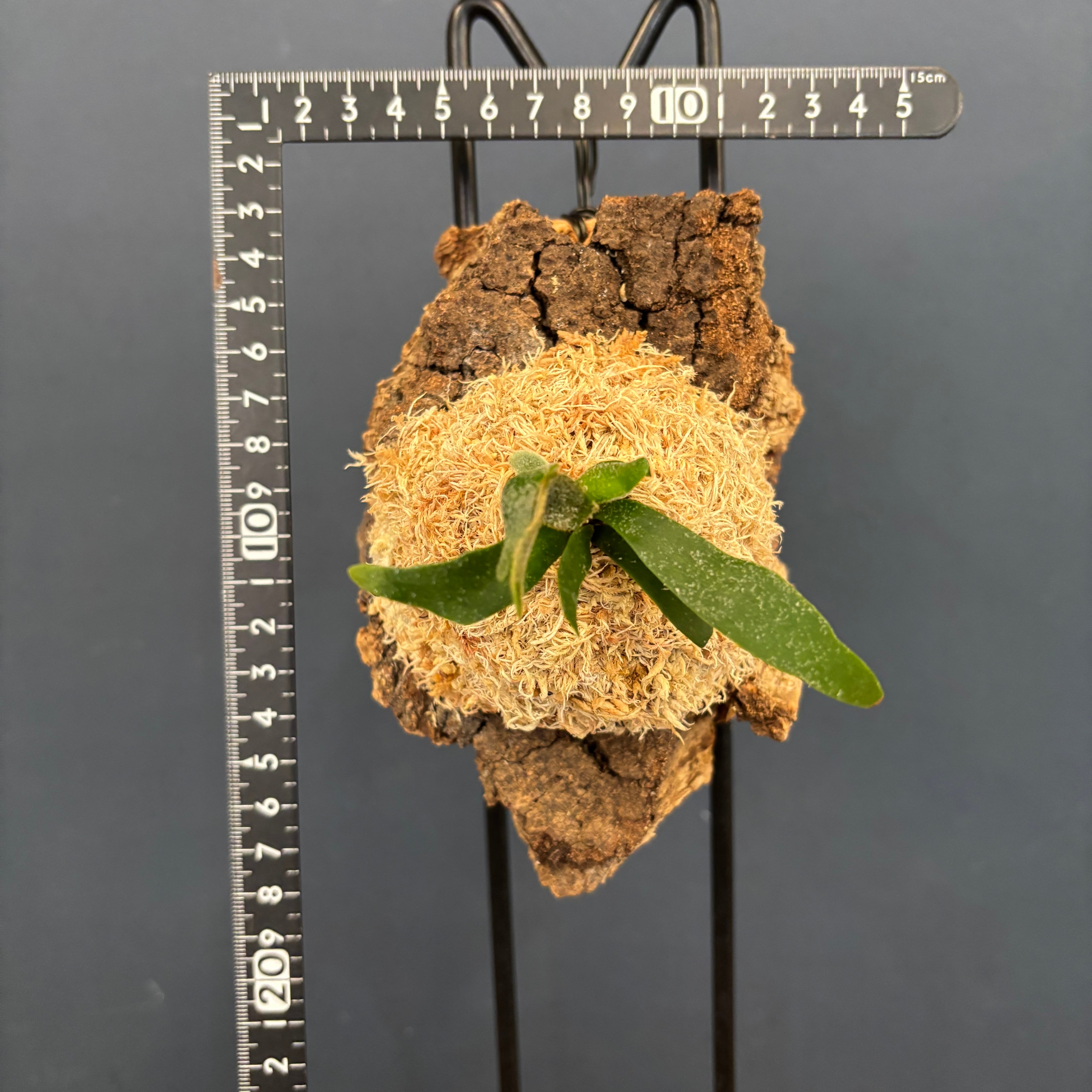 ビカクシダ バクテリア P. willinckii 'Bacteria' spore コルク仕立て