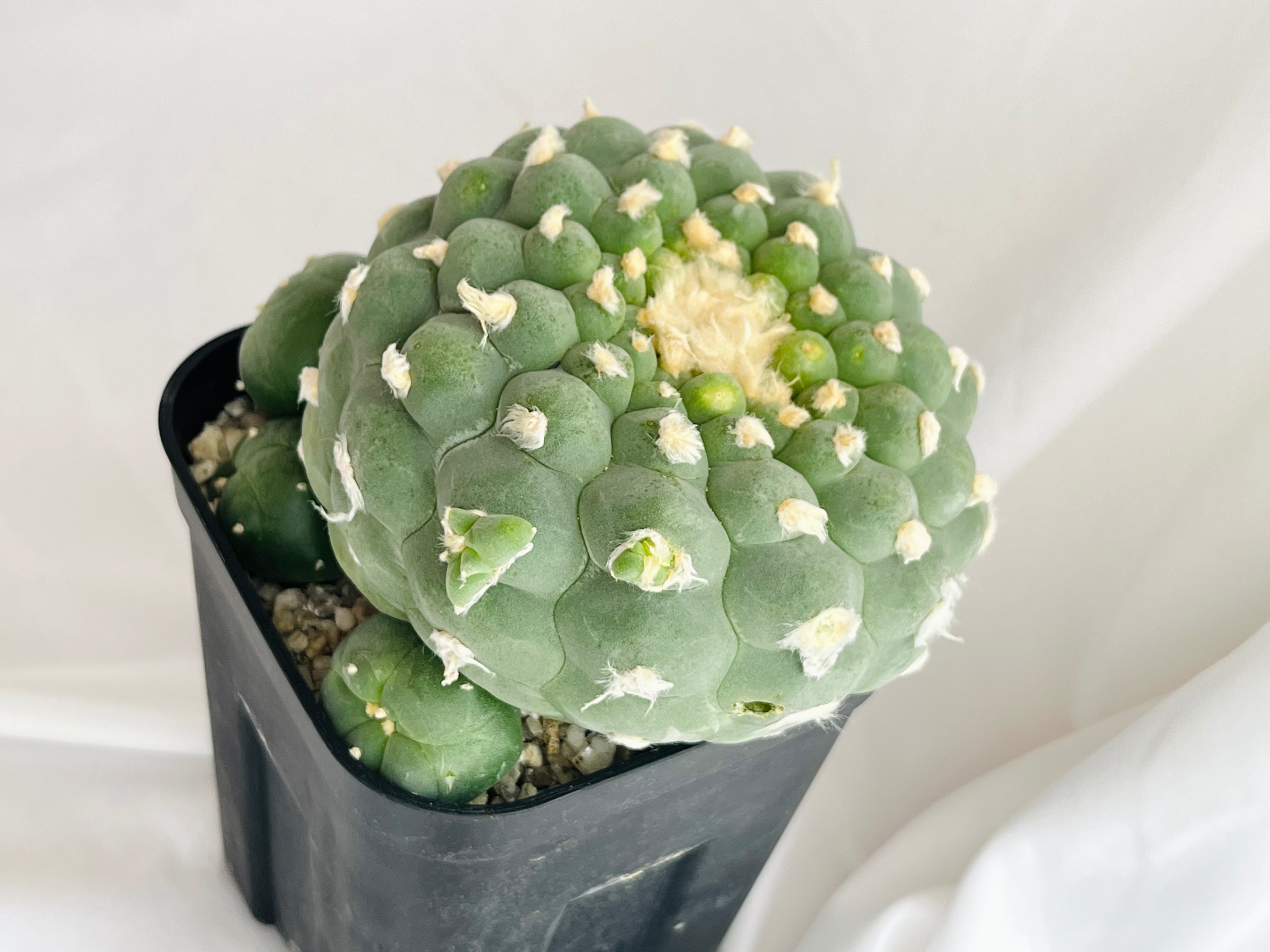 銀冠玉 群生 実生