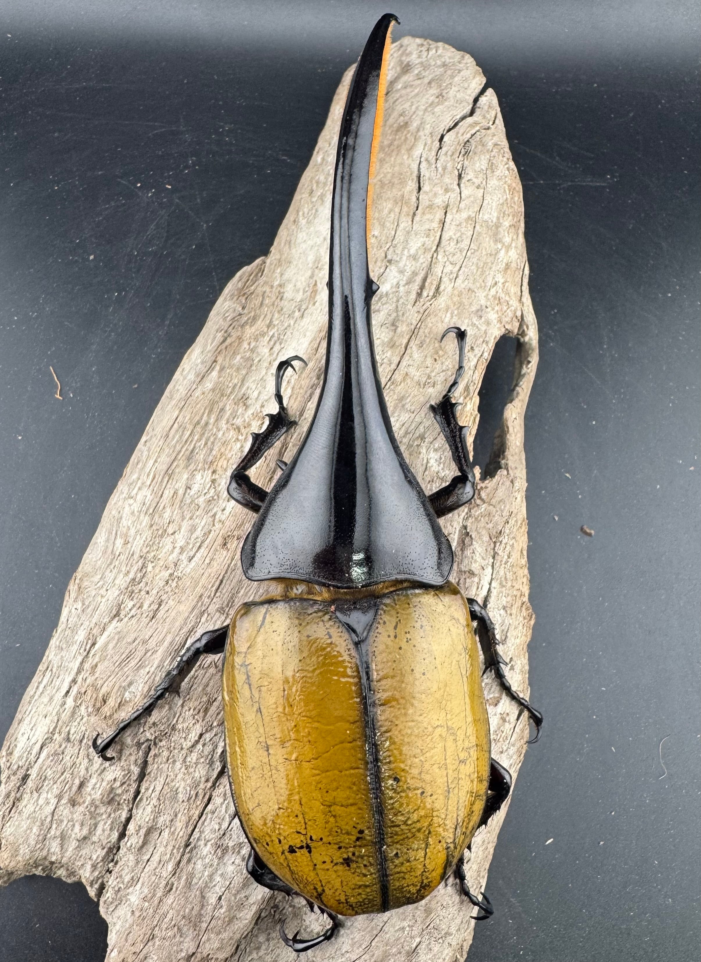 ヘラクレス・ヘラクレス 148.5mm ペア》 | KPW公式オンラインショップ