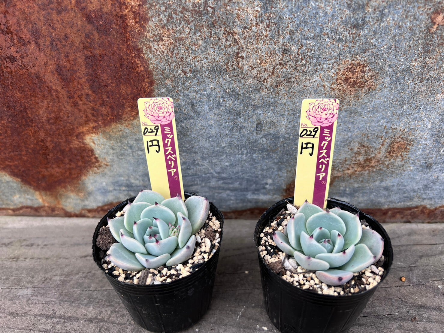 うぐいす 雲の花 ブルーバニラ 札付き おらいさんミックスベリア 多肉