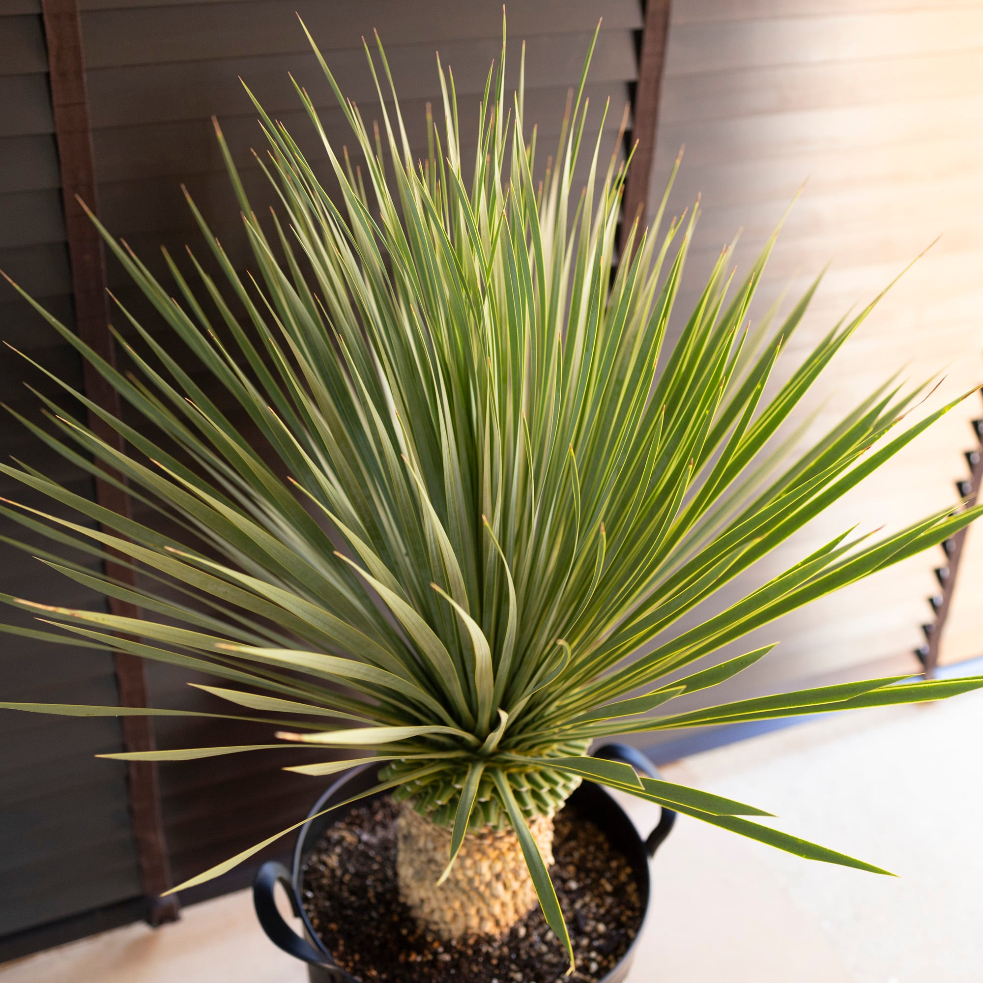 ユッカ ロストラータ Rostrata 10号 株立ち 観葉植物 シルバーブルー