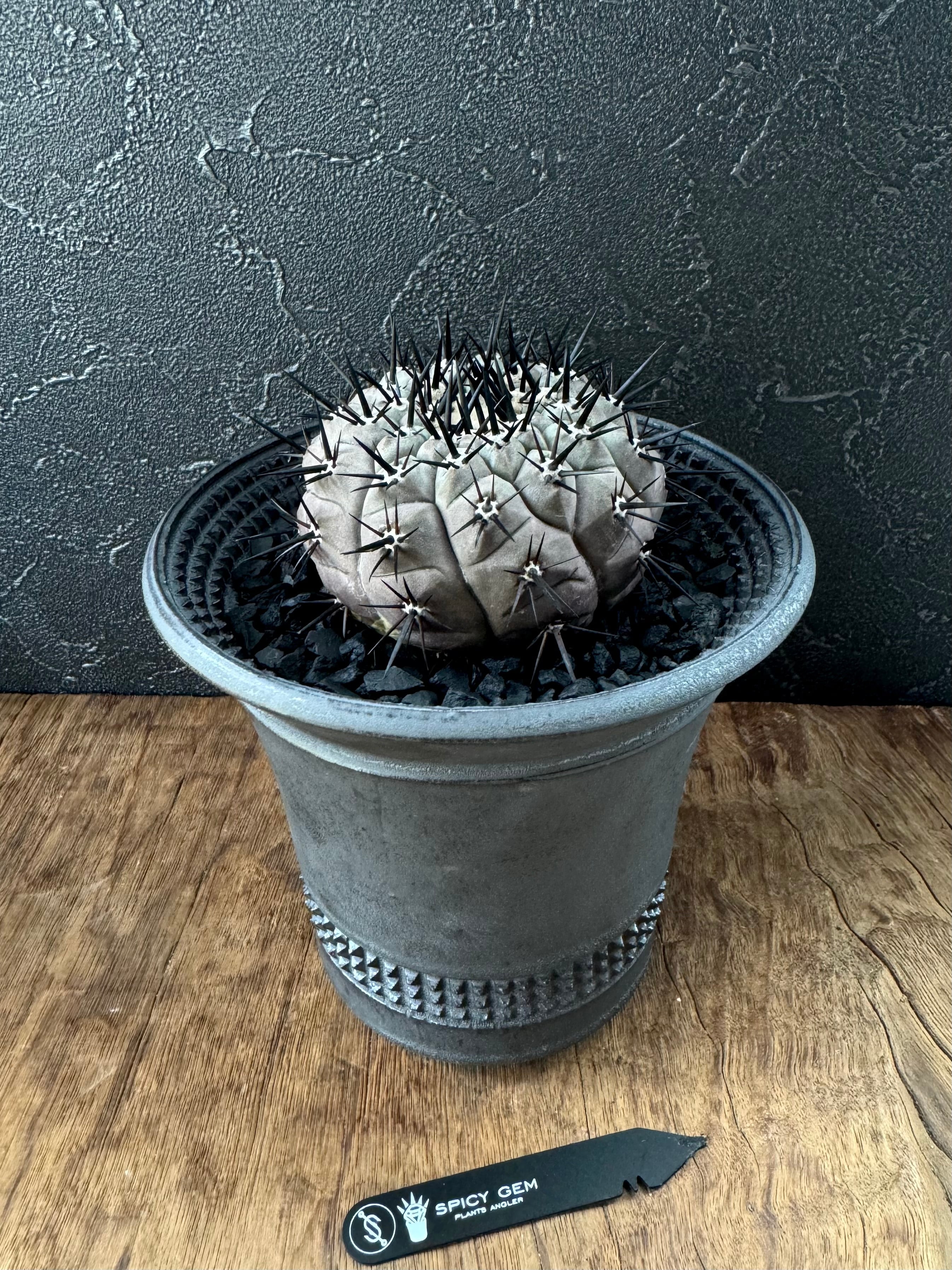 spicygem スパイシージェム small pot brass （検 raw life factory