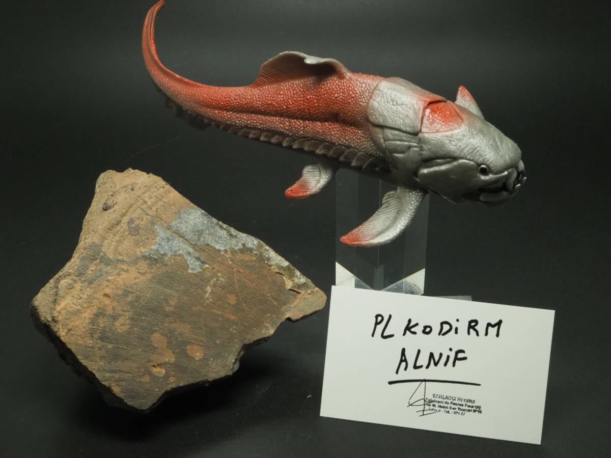 甲冑魚の化石【板皮類】【モデル付き】モロッコ王国産/ダンクルオステ