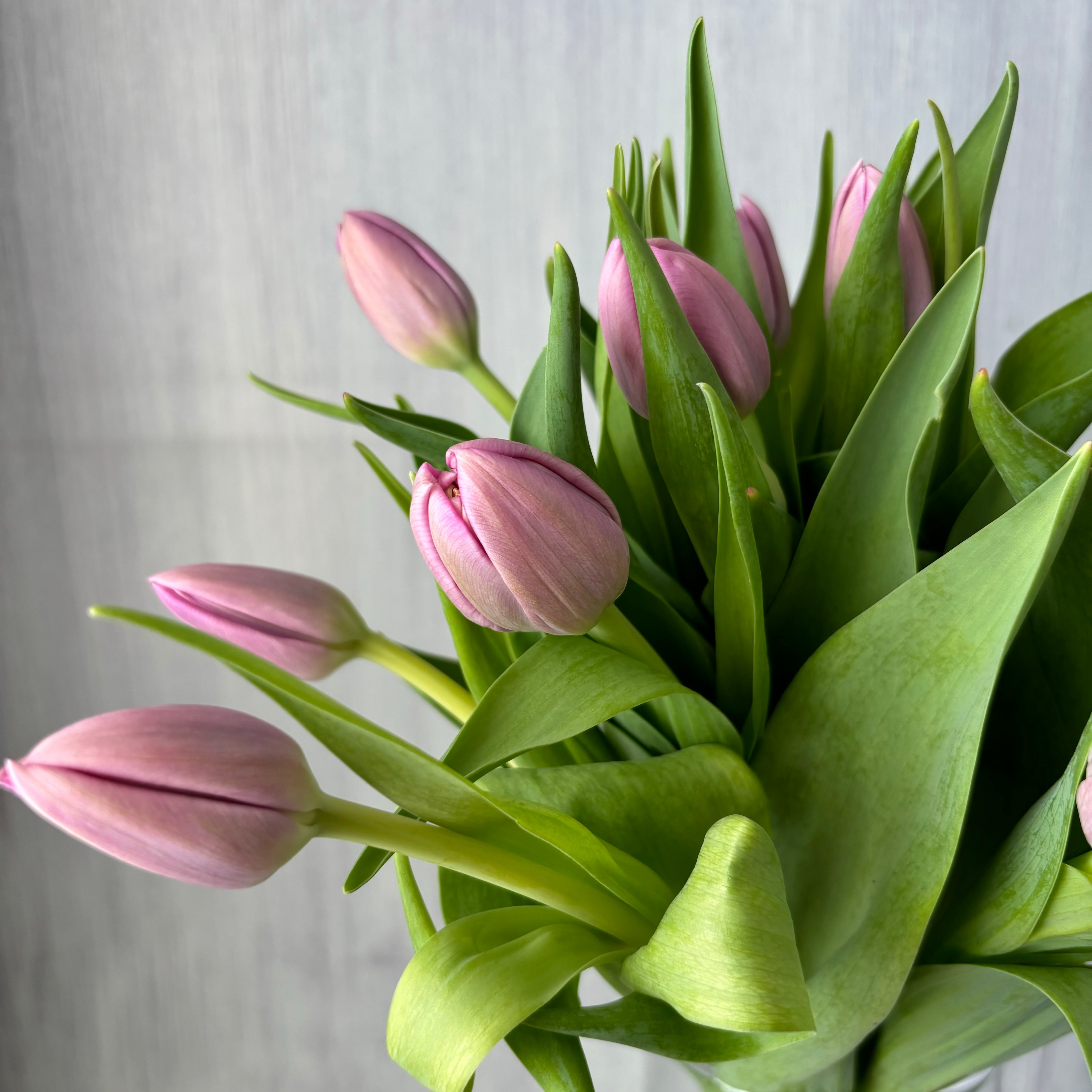 紫の八重咲きチューリップ 10本 | 新鮮お花問屋 Jp-Farmers.com