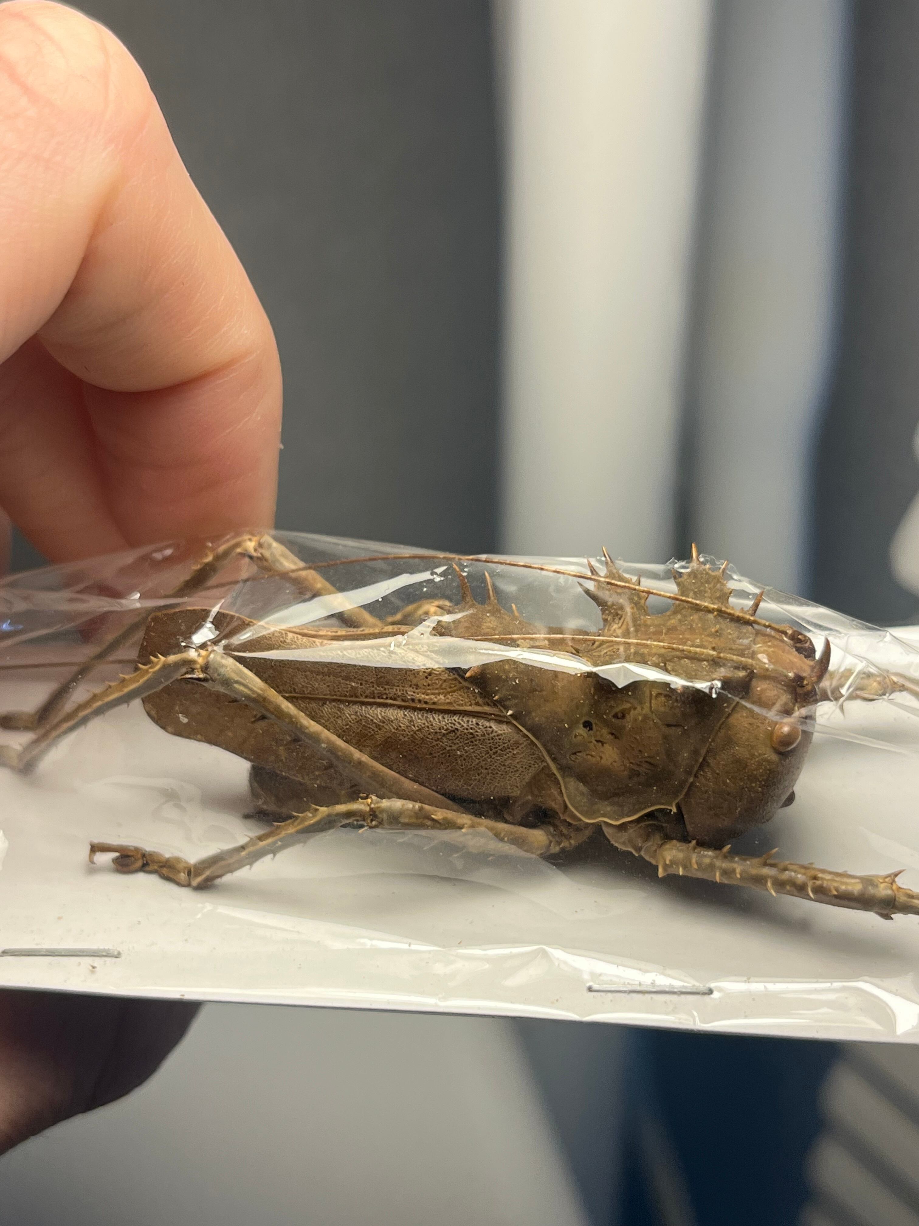 直翅類 | オモニキチュウ