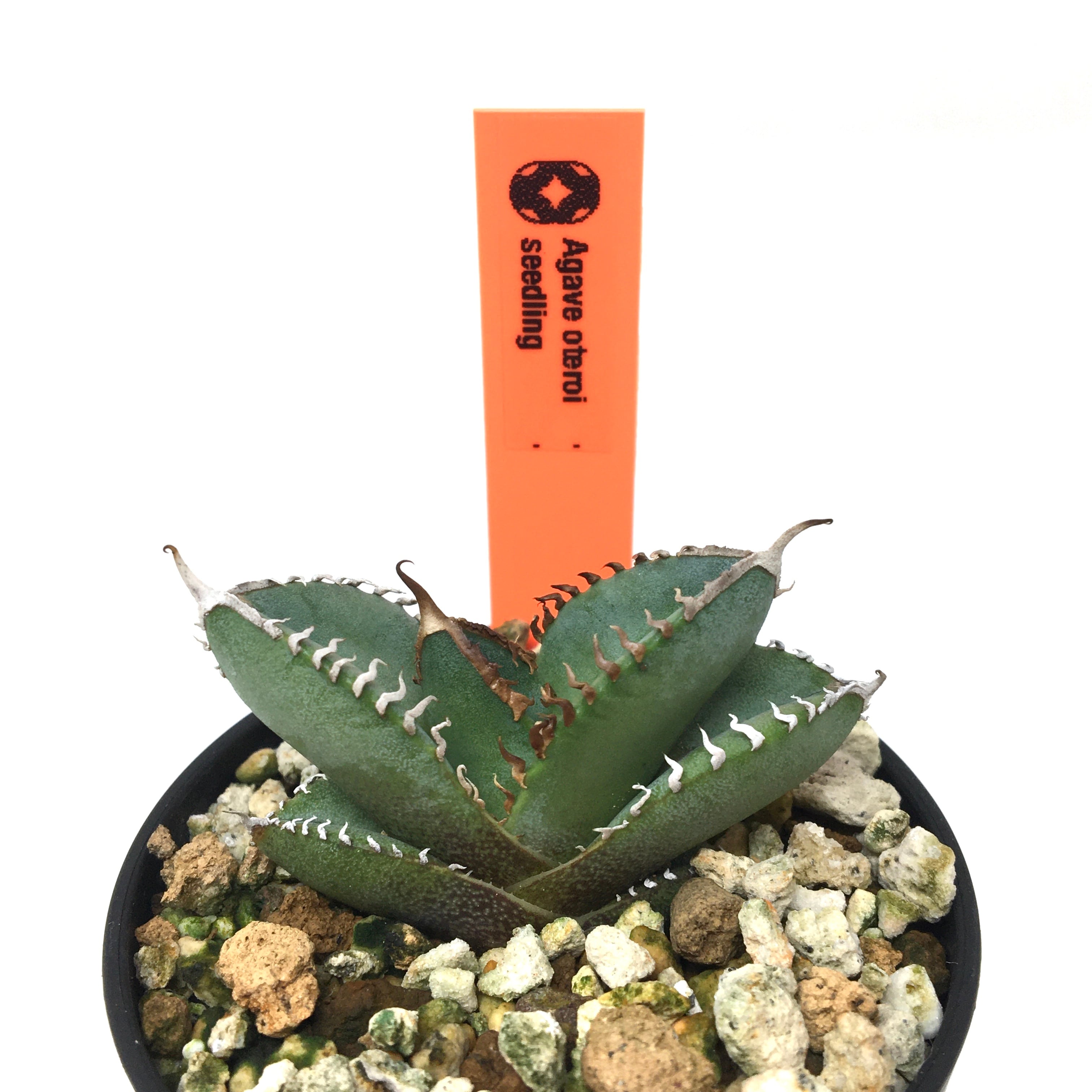 アガベ オテロイ オアハカ 現地株 Agave オアハカ オテロイ 現地株 7寸