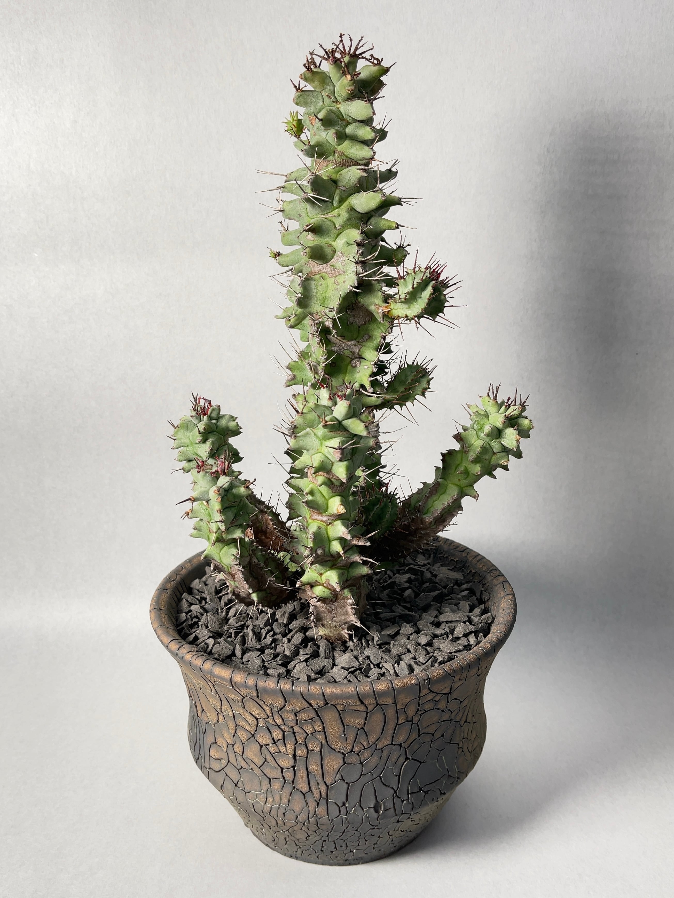 ユーフォルビア・ホリダモンスト | trigger