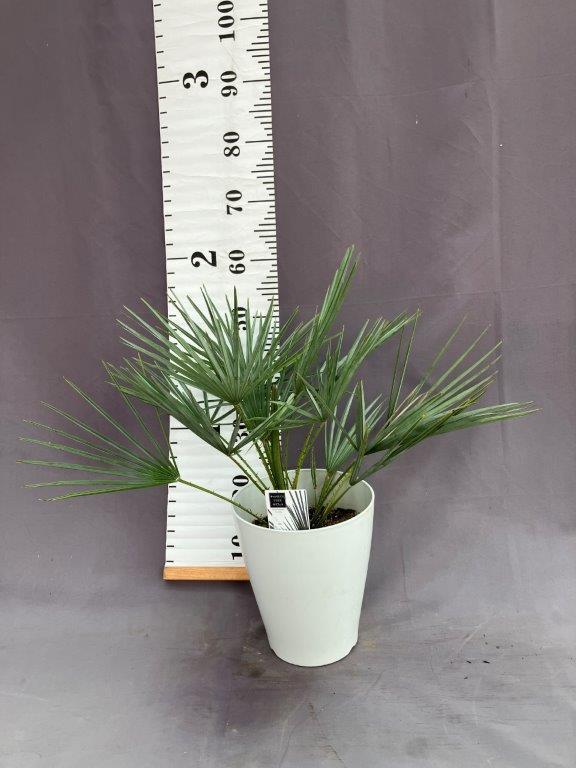 チャメロプス・フミリス・セリフェラ 7号 | 日本ライン花木センター