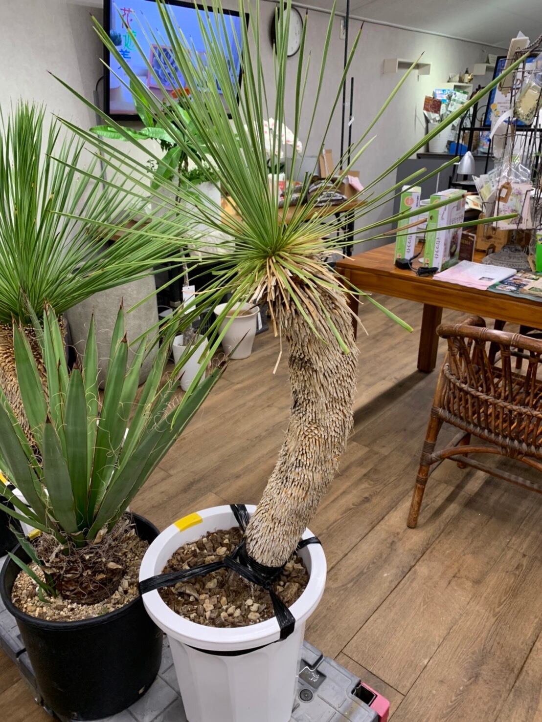 耐寒性ダシリリオン大苗ミキワネンシス◇ドライガーデン多肉サボテン