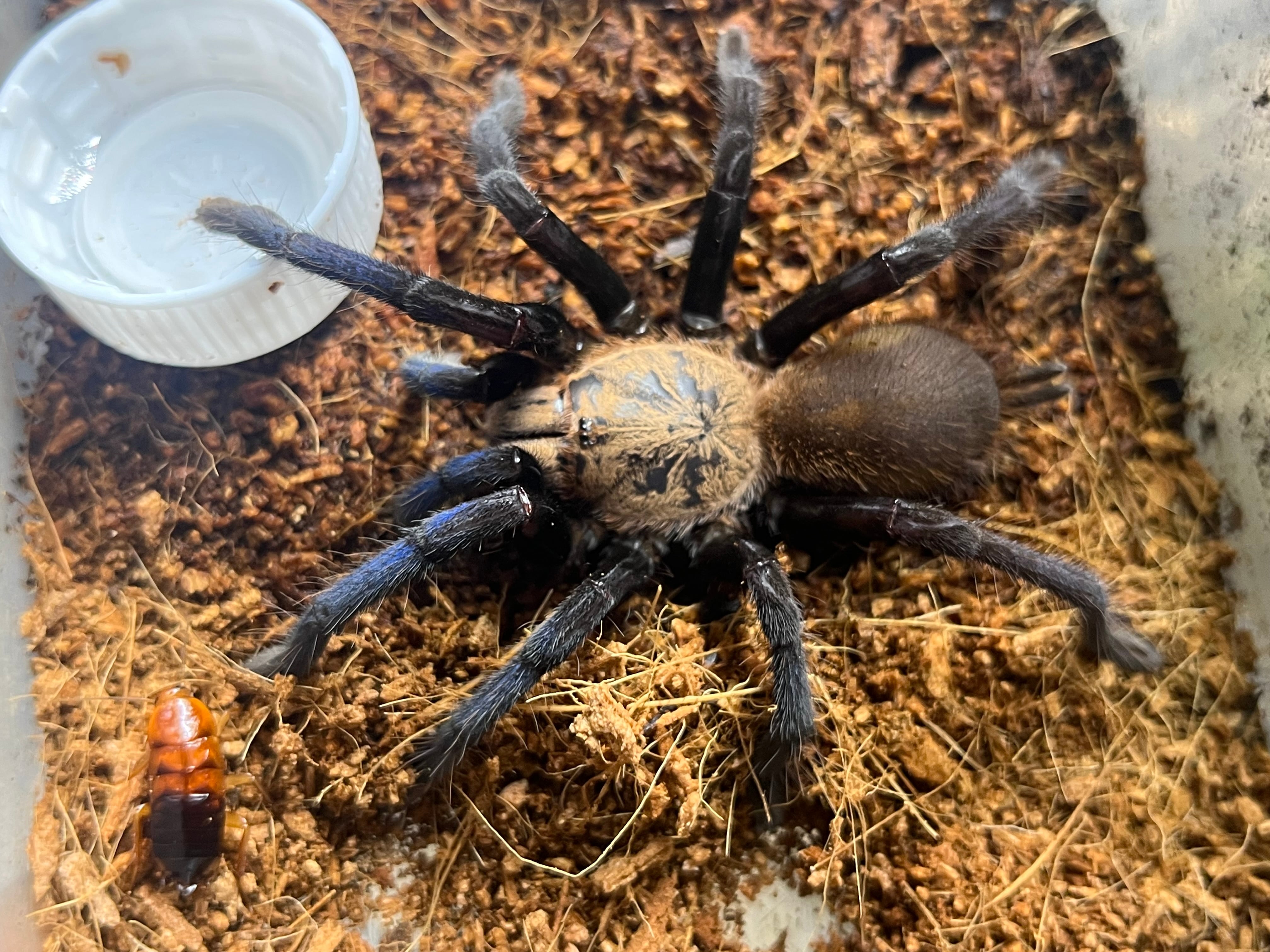 蜘蛛最大種】バーガンディーゴライアスバードイータータランチュラの